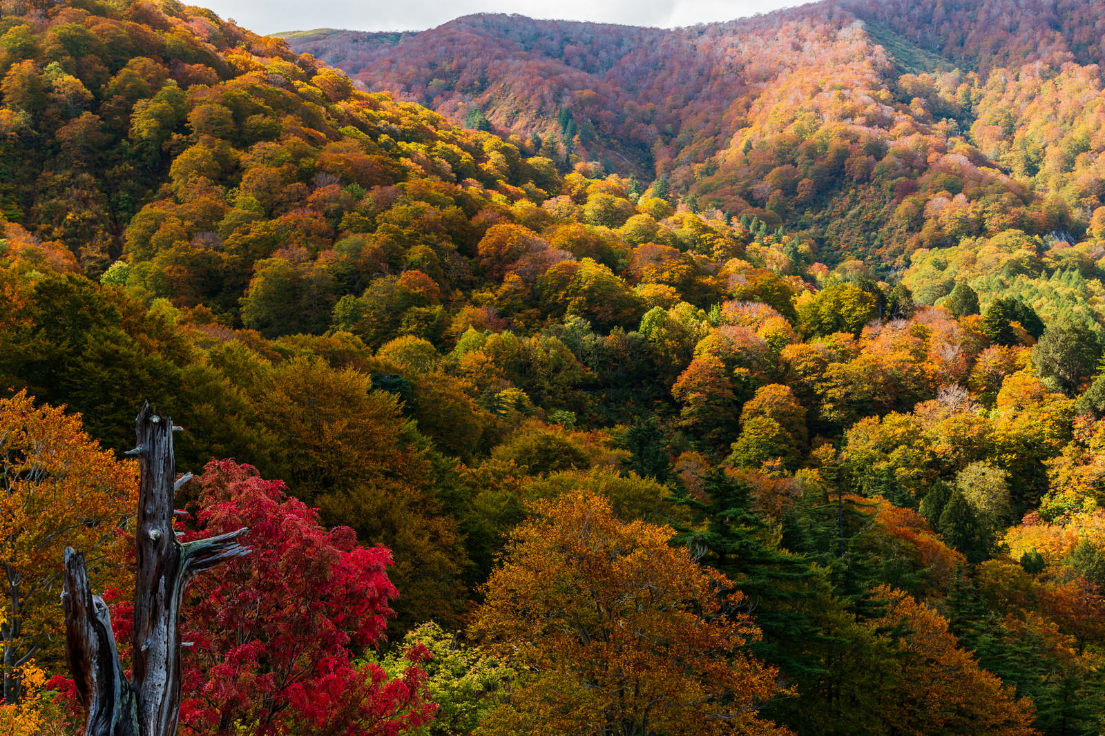 河原毛地獄から望む黄葉した森の写真 画像 を無料ダウンロード フリー素材のぱくたそ