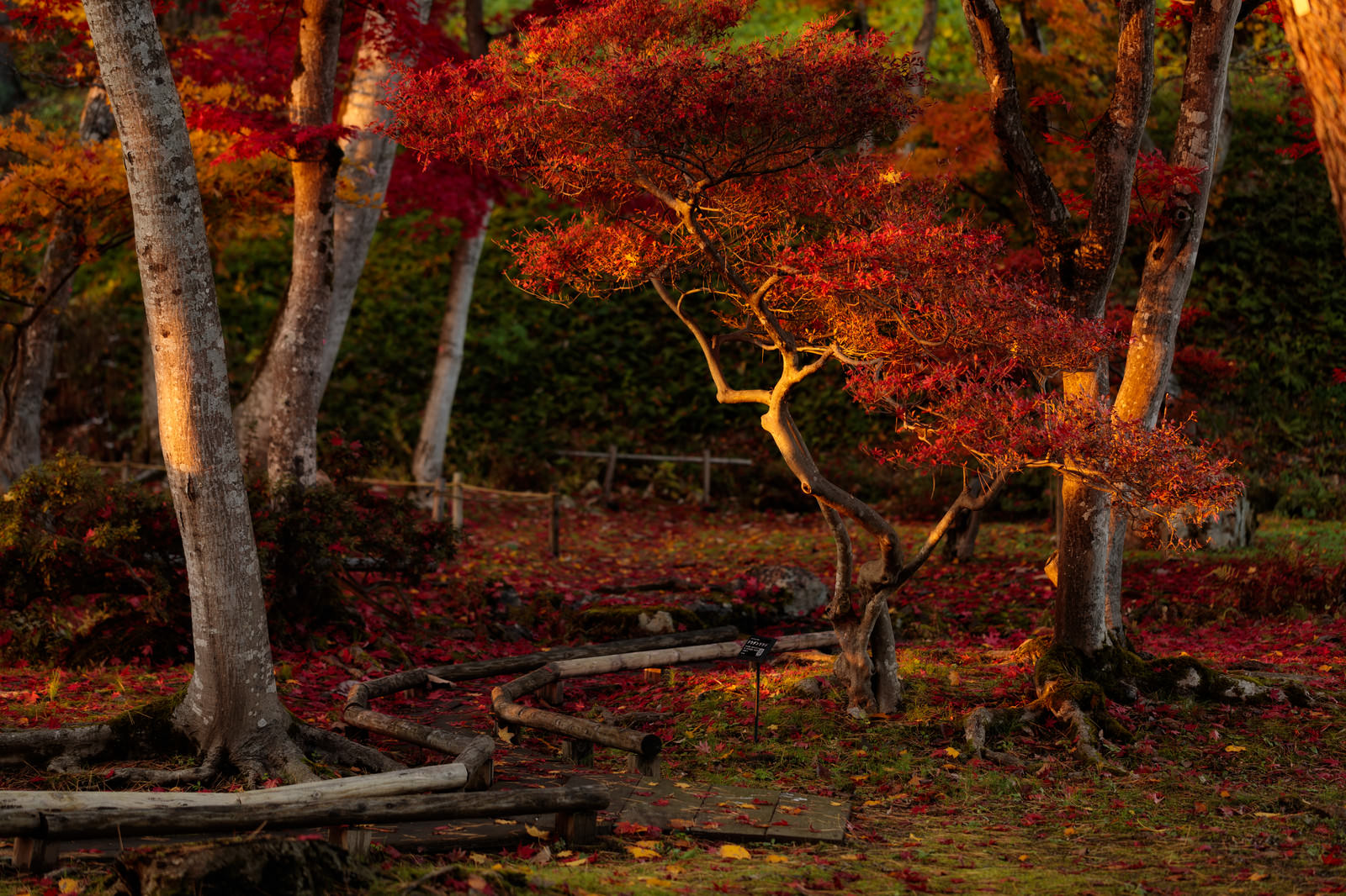 夕日に照らされた紅葉の写真素材 ぱくたそ 夕日に照らされた紅葉の写真素材 ぱくたそ