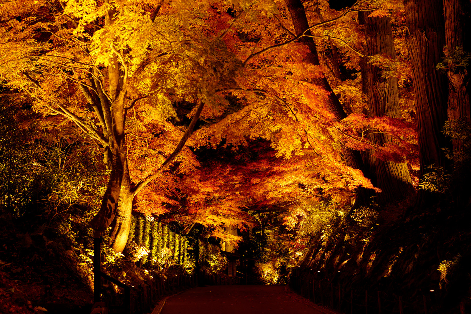 ライトアップされた参道の紅葉 中尊寺 の写真素材 ぱくたそ