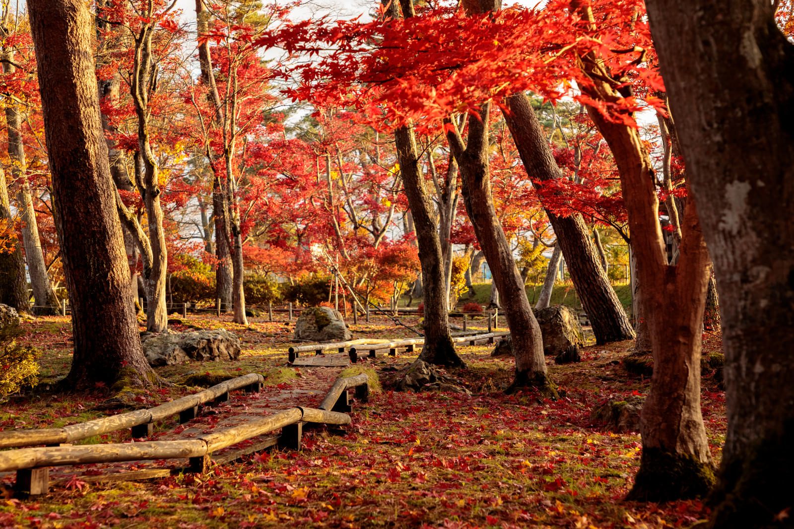 紅葉した木々と木道に散るもみじの写真を無料ダウンロード フリー素材 ぱくたそ