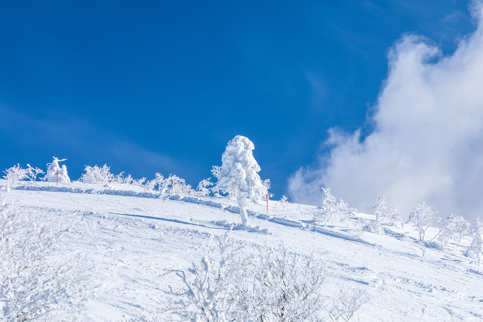 晴れ渡る雪山と一本樹氷 森吉山 の無料の写真素材 フリー素材 をダウンロード ぱくたそ
