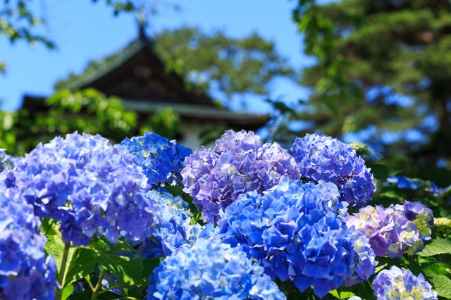 æ´ããæ¥ã®ç´«é½è±ã®è±ã®åç