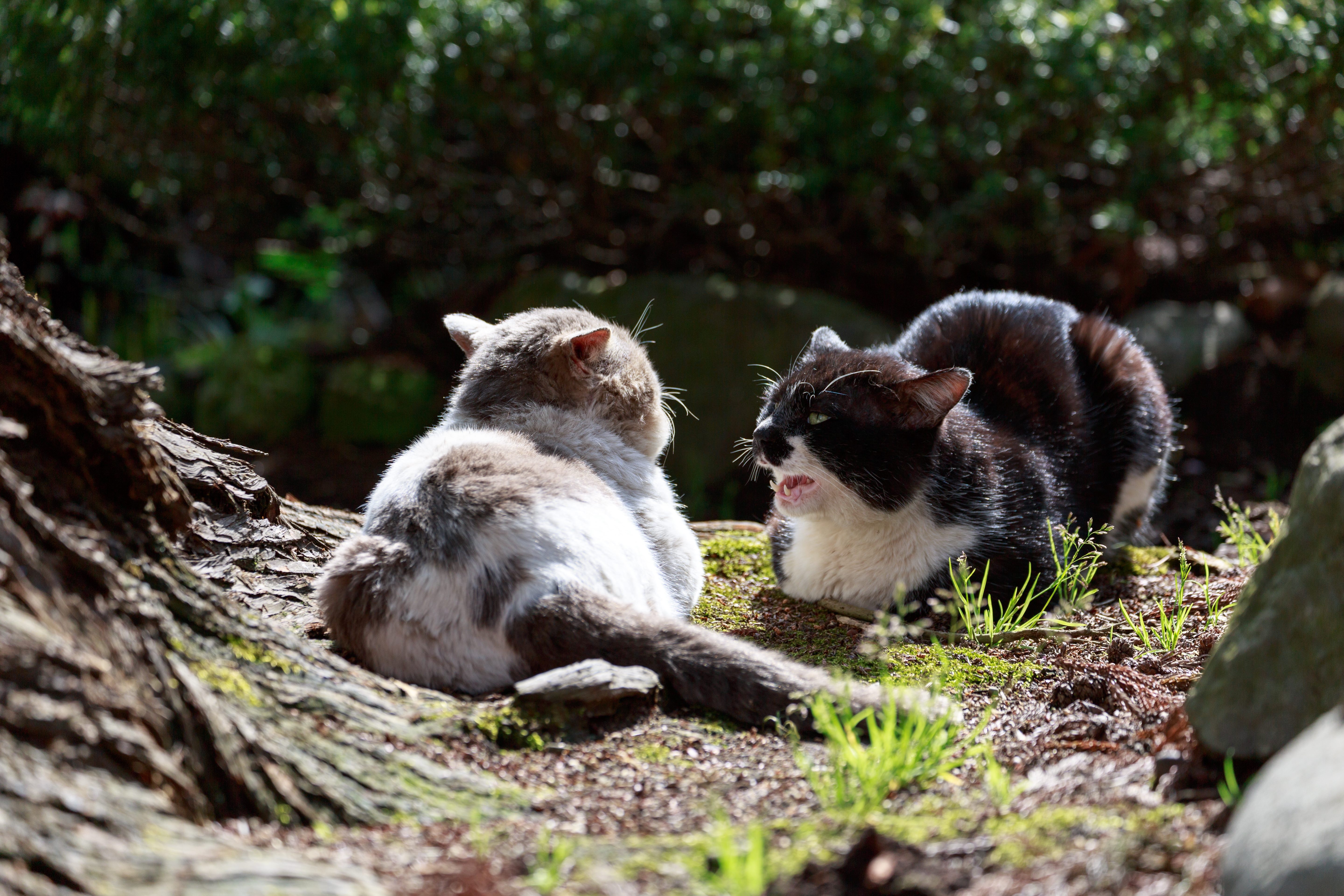 縄張り争いが熾烈な野良猫同士の写真を無料ダウンロード フリー素材 ぱくたそ