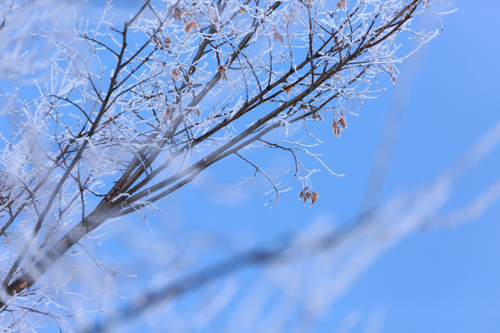 雪虫とは 可愛らしい雪の妖精その正体は 実は 面白い生態紹介 きままにいこう