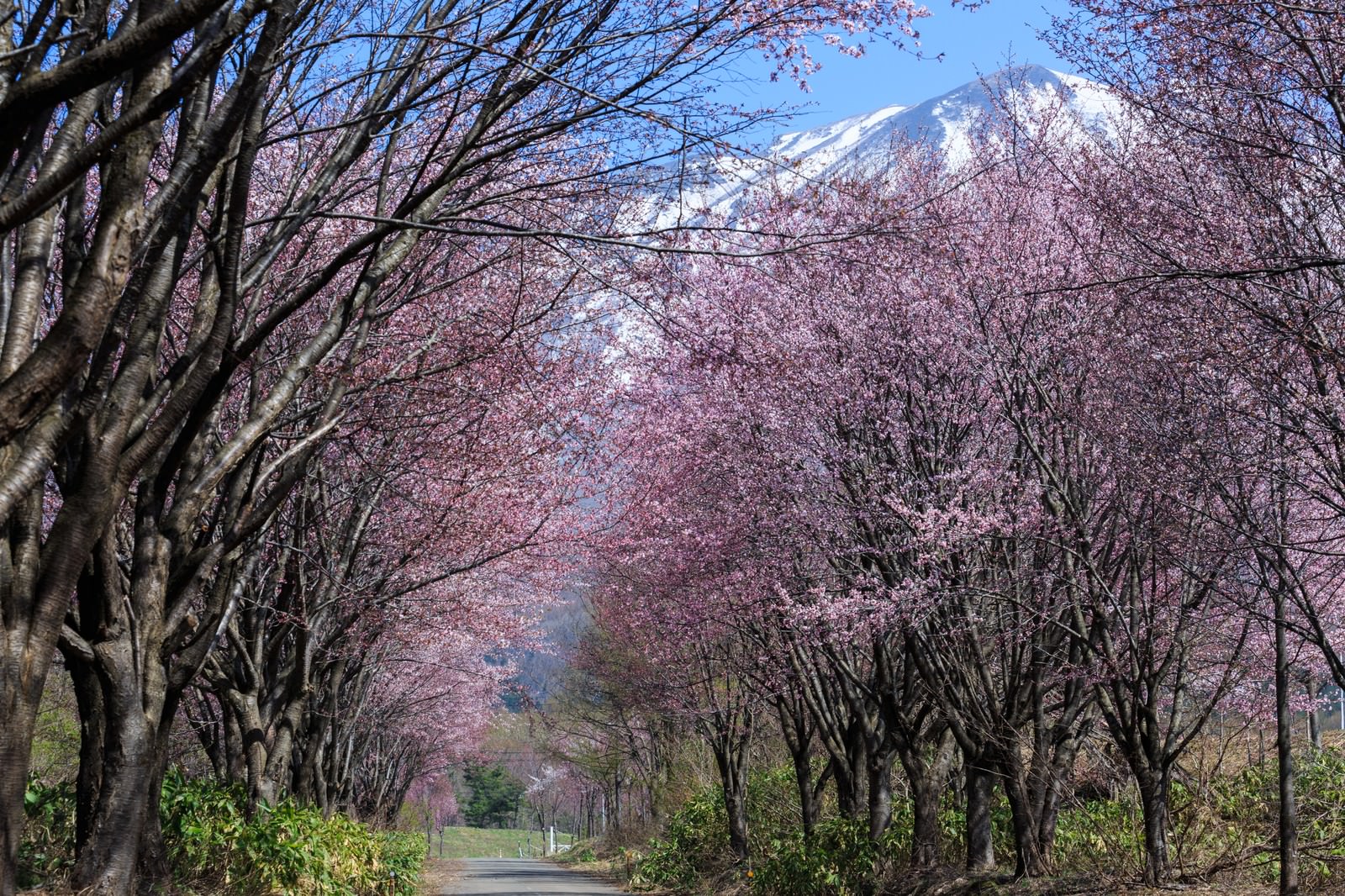 岩木山と山桜の写真 画像 を無料ダウンロード フリー素材のぱくたそ 岩木山と山桜の写真 画像 を無料ダウンロード フリー素材のぱくたそ