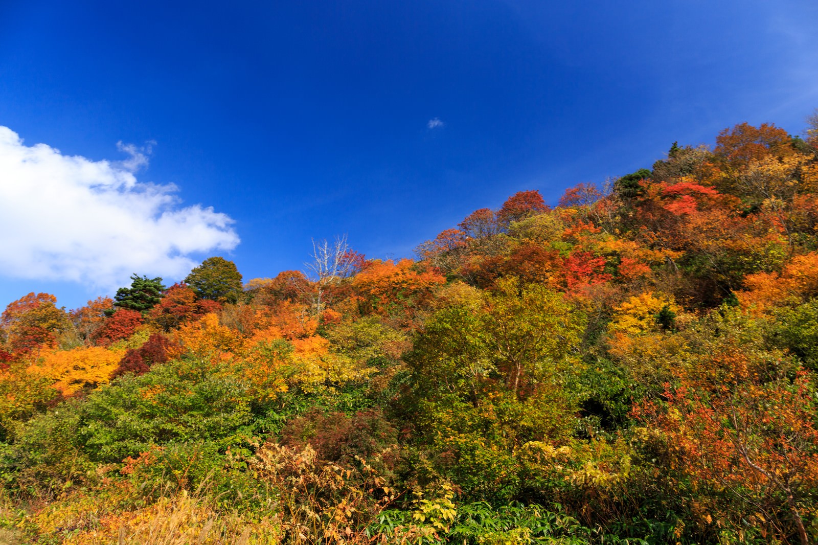栗駒山の紅葉の写真素材 ぱくたそ
