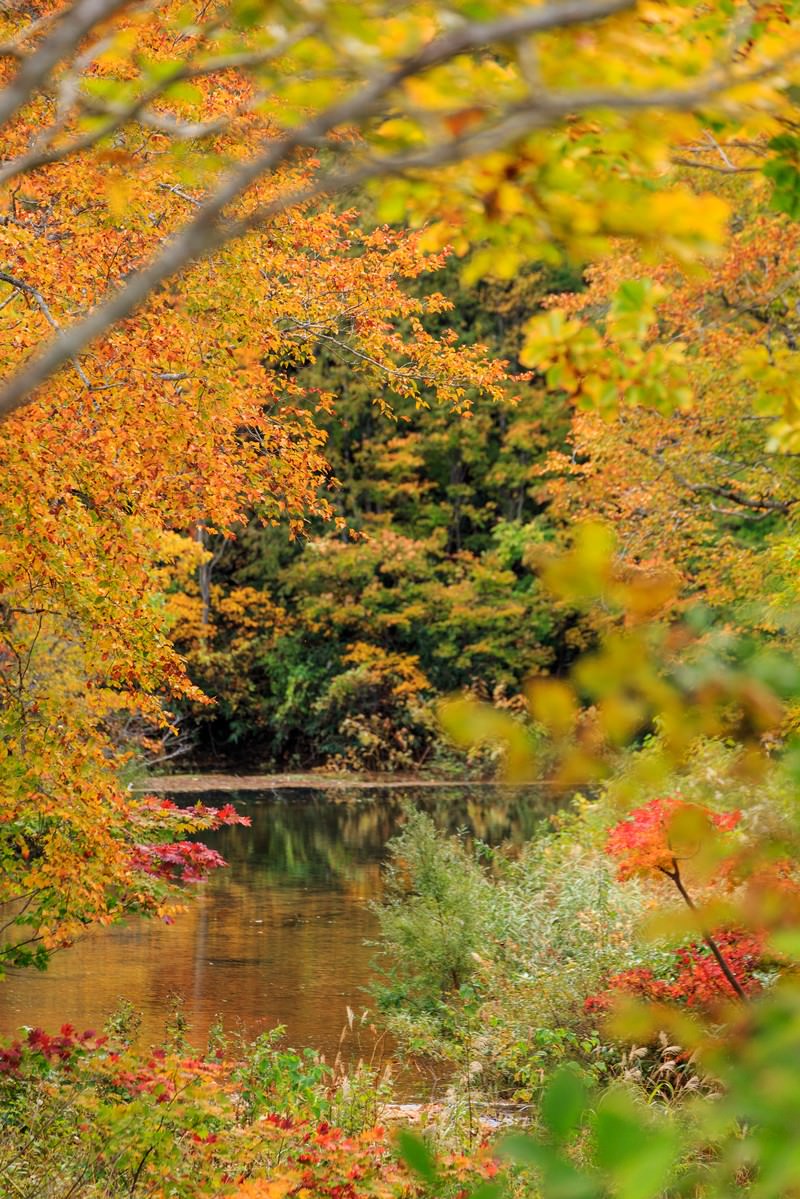 「紅葉と沼紅葉と沼」のフリー写真素材を拡大