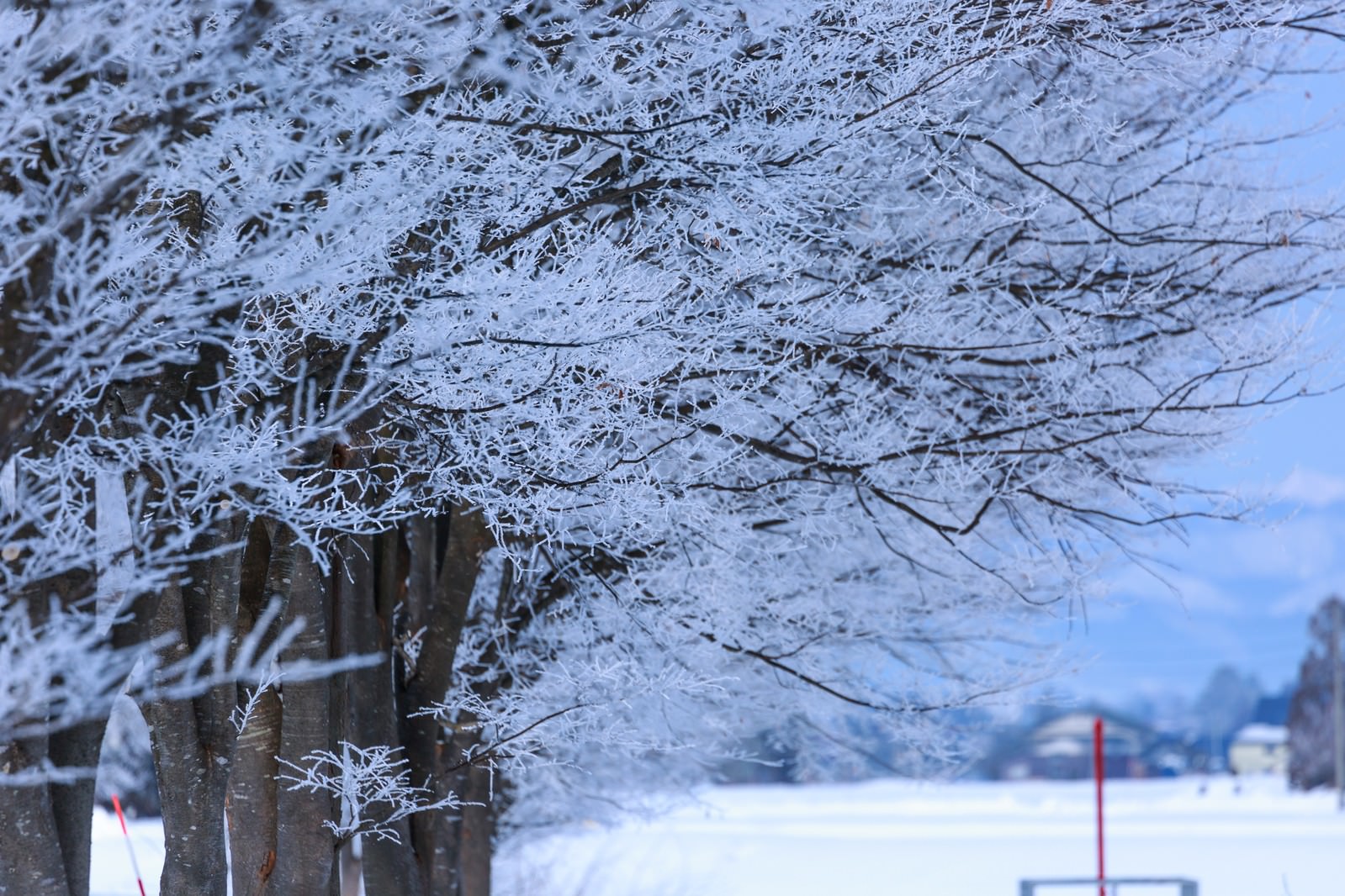 雪桜の写真素材 ぱくたそ