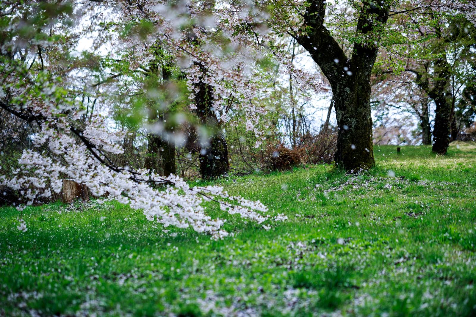 桜が散るの写真素材 ぱくたそ