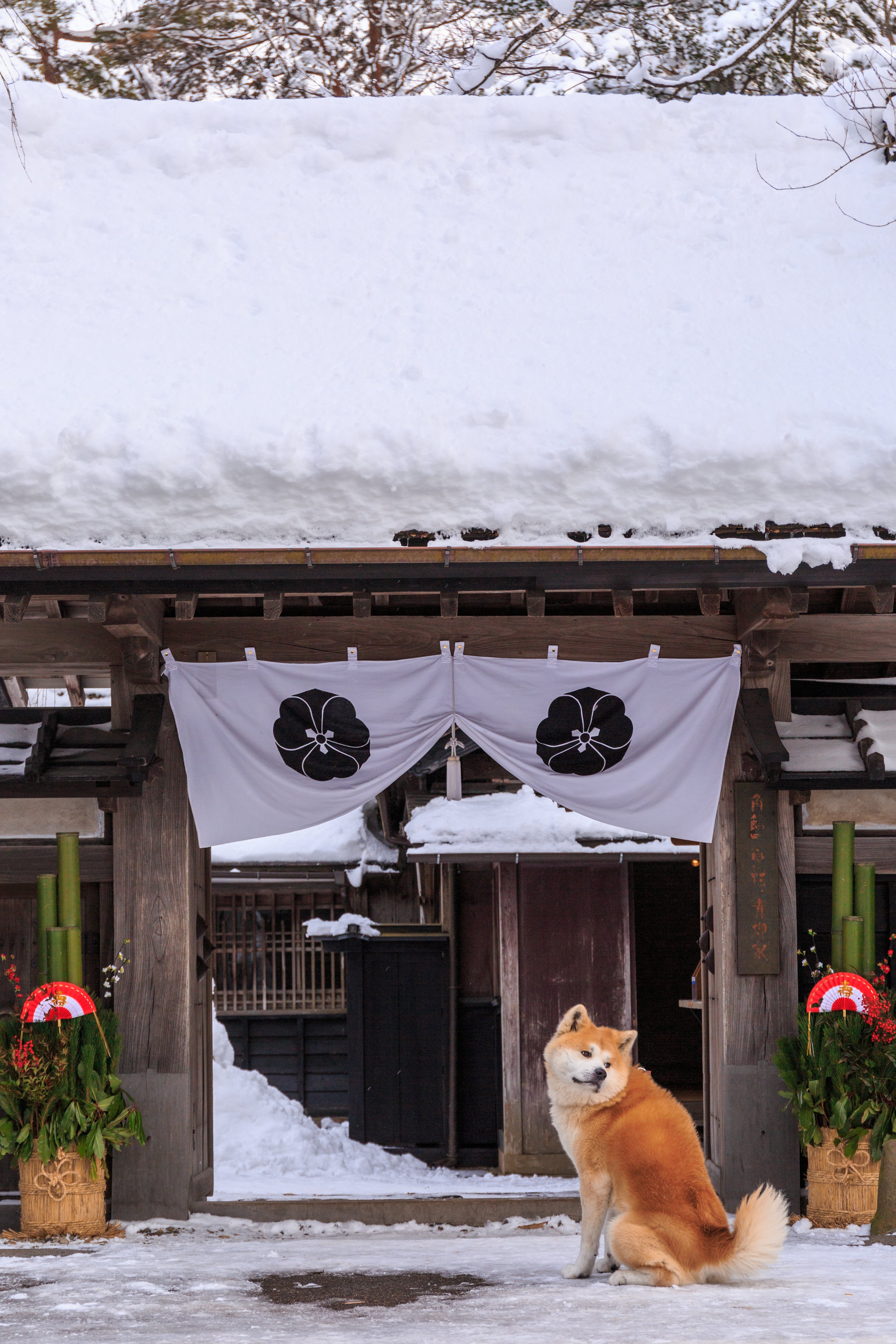 正月かざりと角館武家屋敷前の秋田犬の写真を無料ダウンロード フリー素材 ぱくたそ