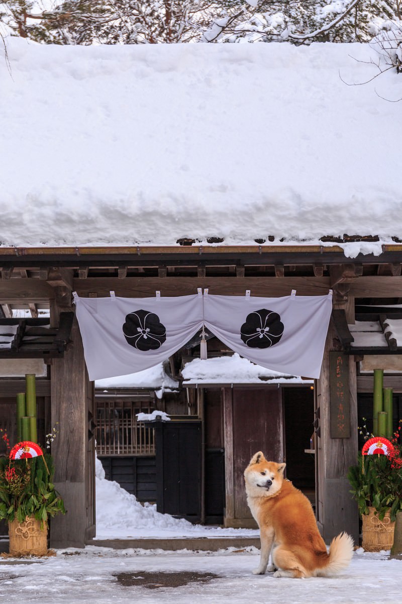 「正月かざりと角館武家屋敷前の秋田犬 | フリー素材のぱくたそ」の写真