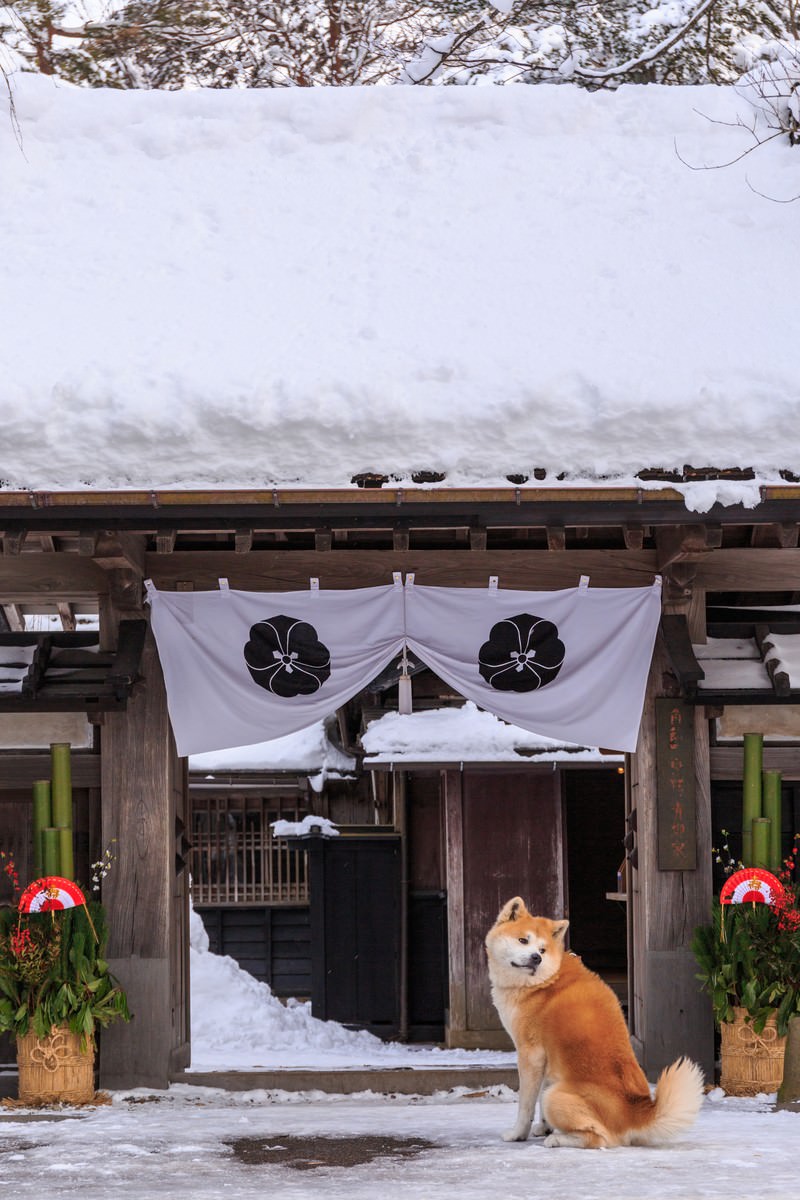 正月かざりと角館武家屋敷前の秋田犬の写真 画像 フリー素材 ぱくたそ