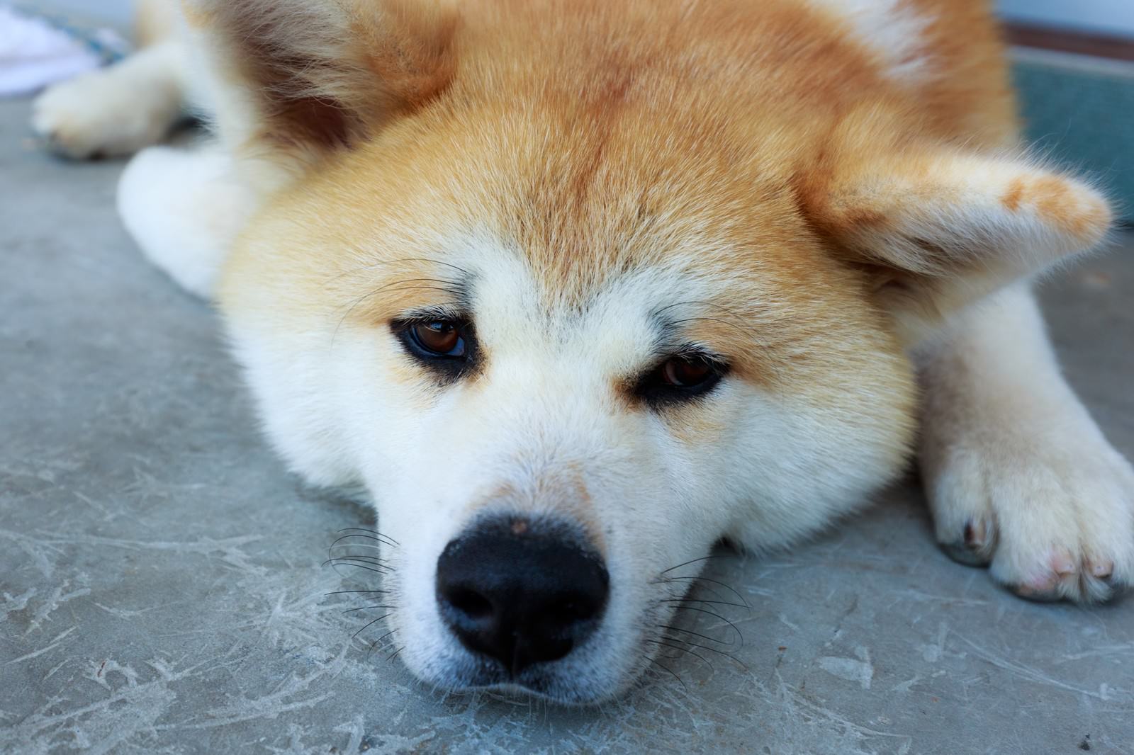 怠惰な秋田犬の写真素材 ぱくたそ