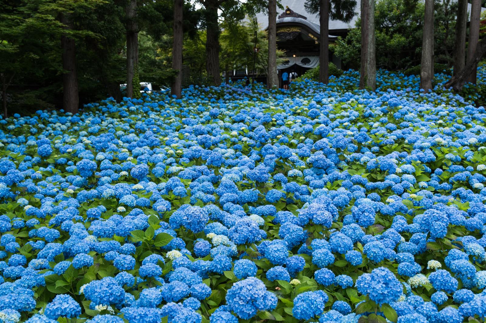 青い紫陽花が広がるの写真を無料ダウンロード フリー素材 ぱくたそ 青い紫陽花が広がるの写真を無料ダウンロード フリー素材 ぱくたそ