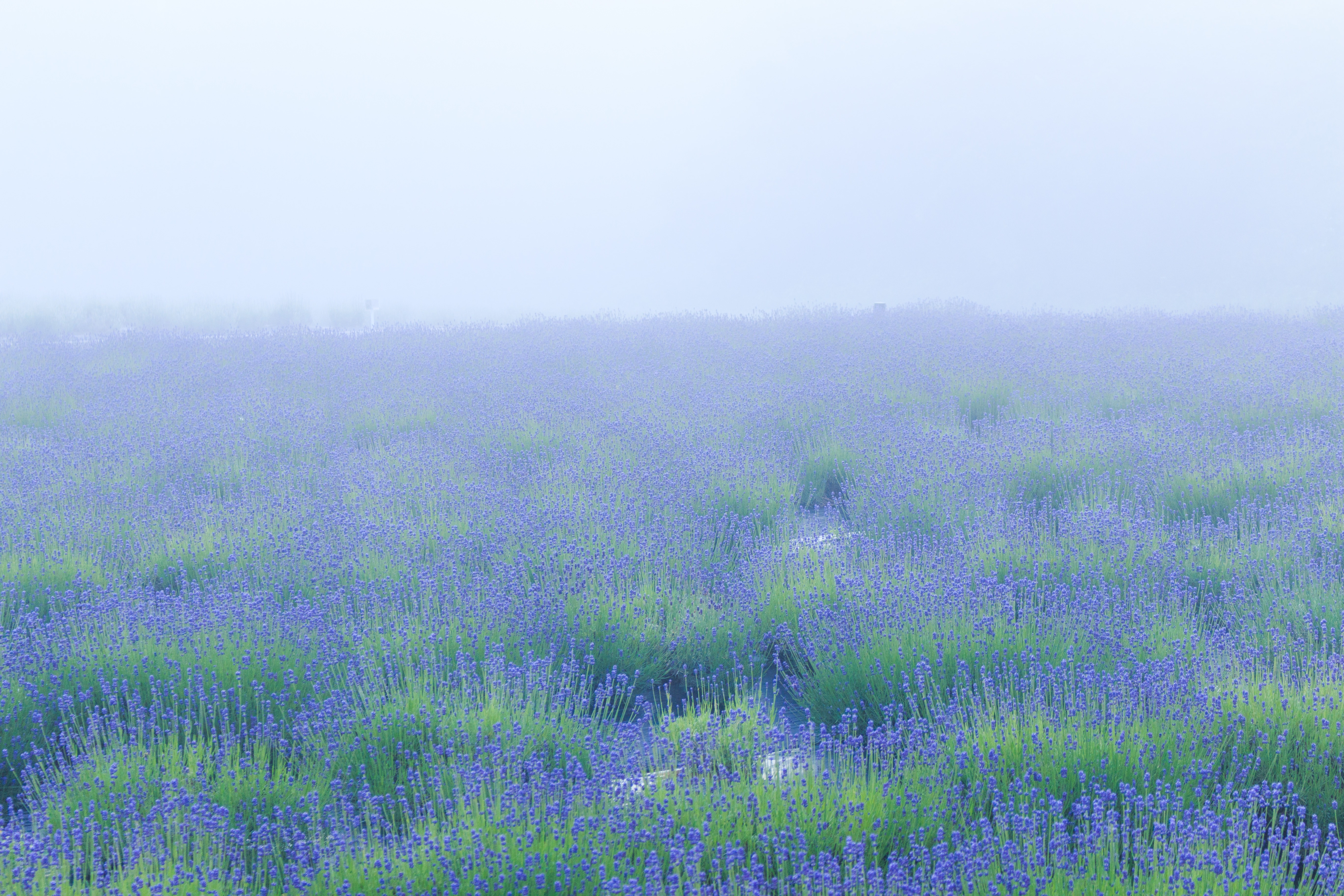 霧の中のラベンダー畑の写真を無料ダウンロード フリー素材 ぱくたそ