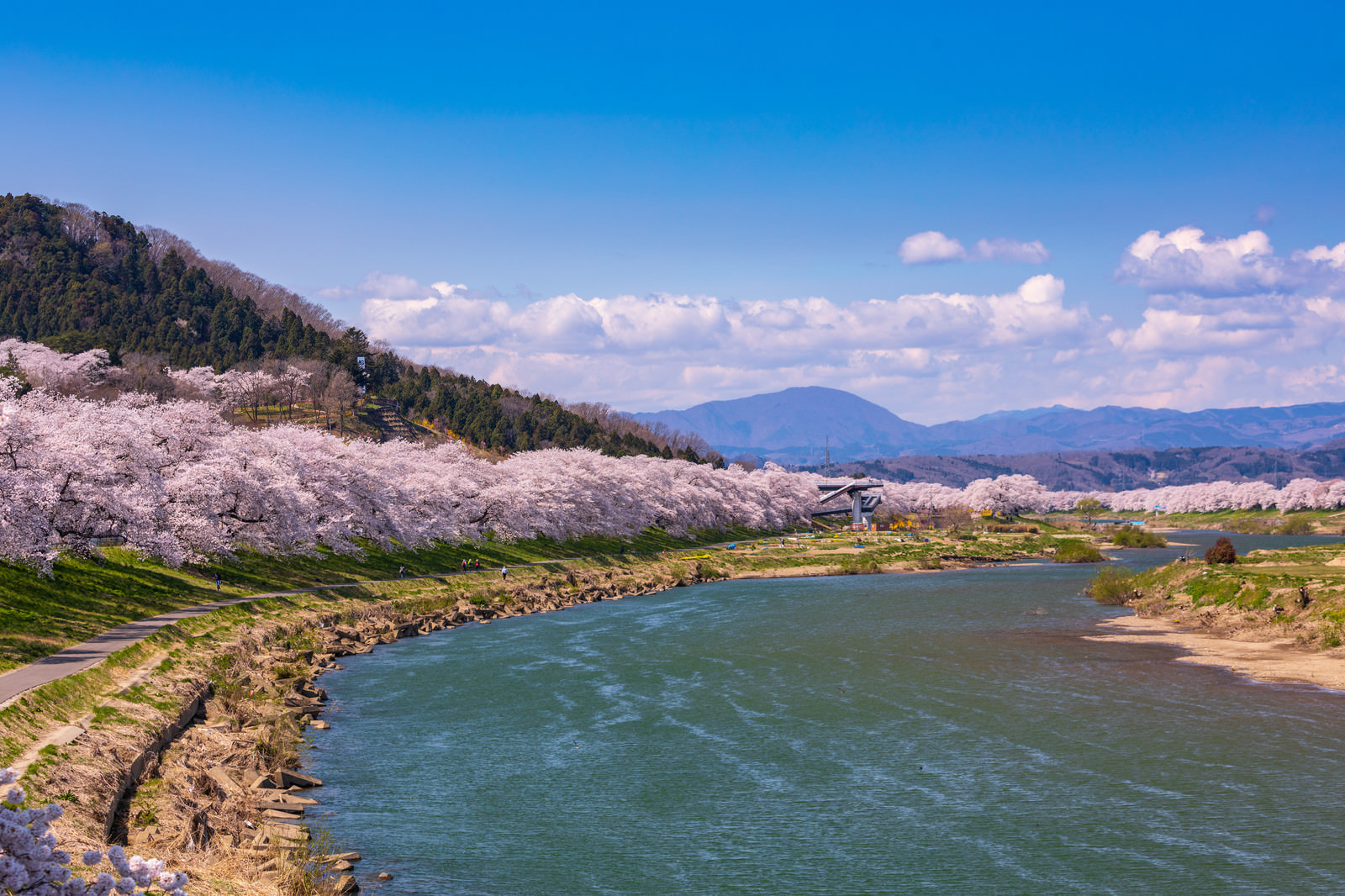 「一目千本桜（ひとめせんぼんざくら）」の写真