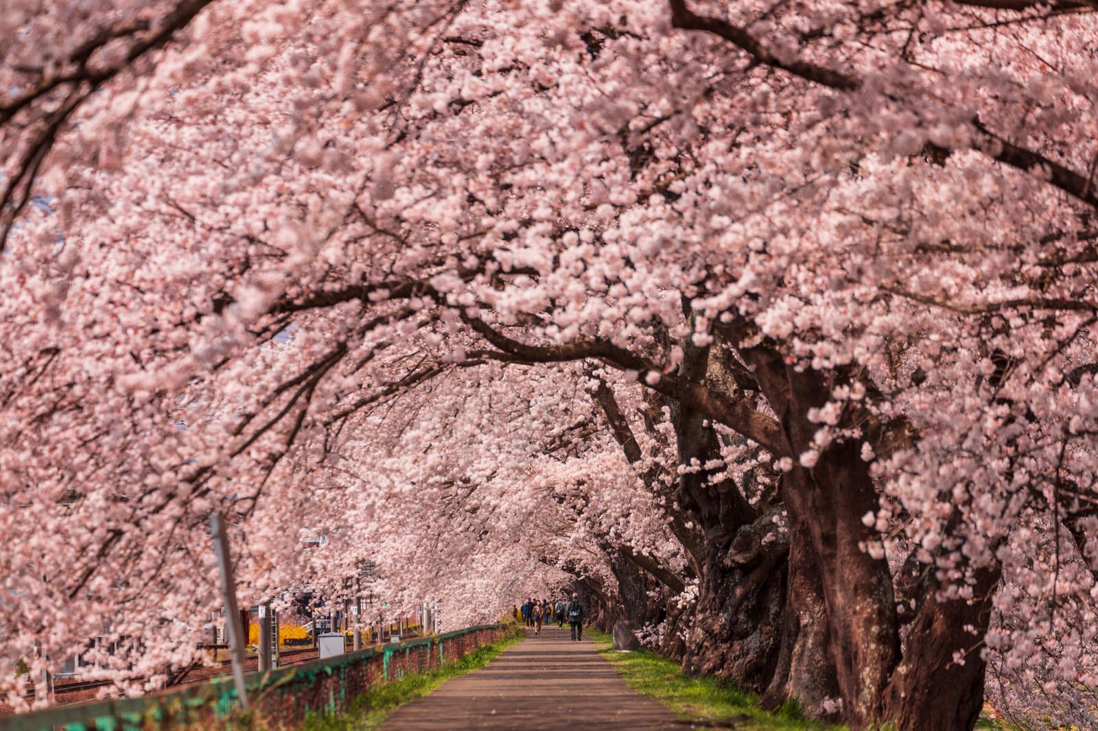 一目千本桜のトンネルの無料の写真素材 フリー素材 をダウンロード ぱくたそ 一目千本桜のトンネルの無料の写真素材 フリー素材 をダウンロード ぱくたそ