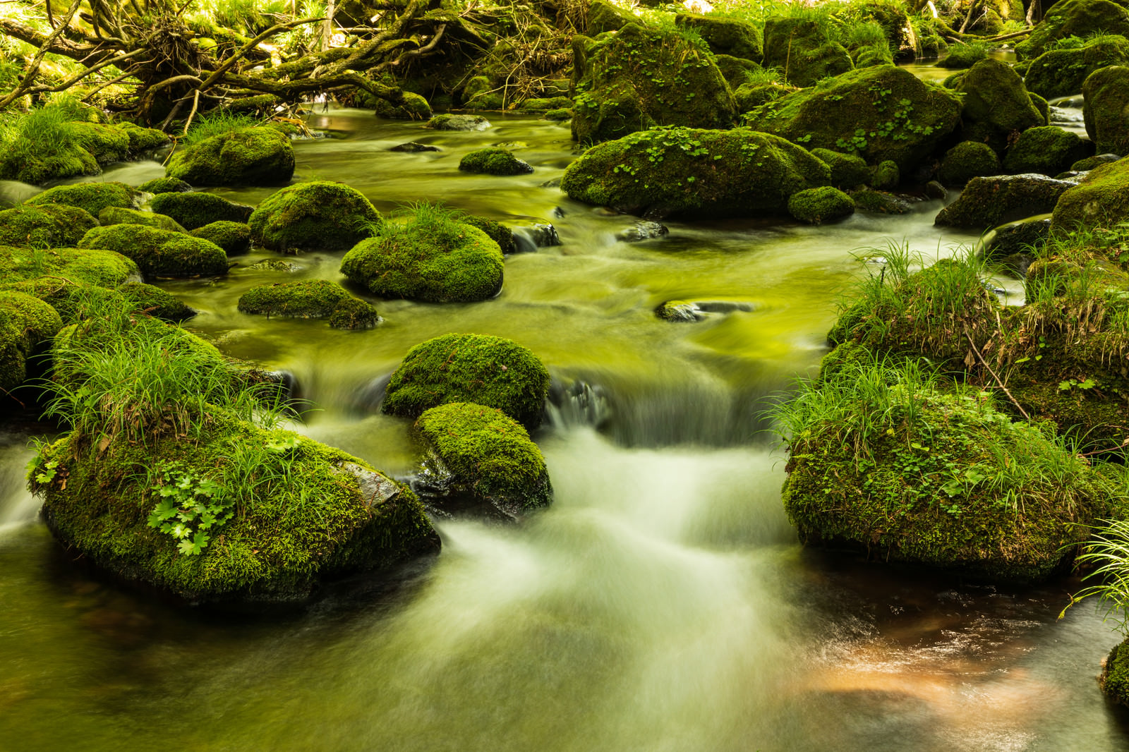 苔石と水の流れの写真素材 ぱくたそ