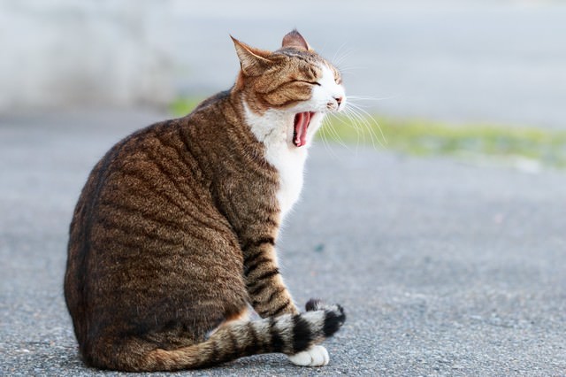 「大きなあくびをする猫」のフリー写真素材