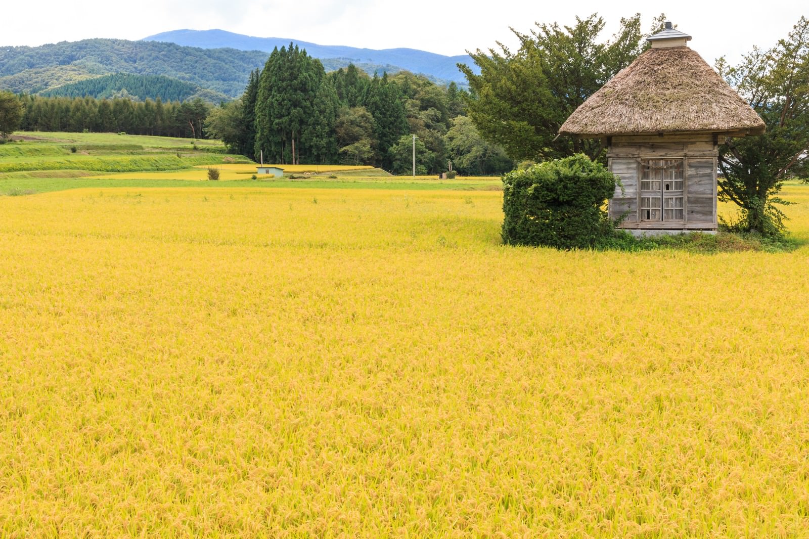 遠野の荒神神社と黄色の稲穂の写真素材 ぱくたそ