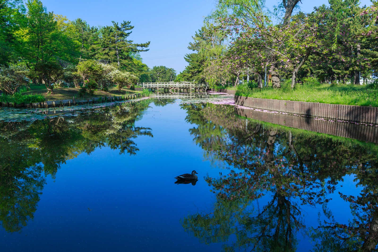 ãæã®å¬åã¨ã«ã¢ãã®åç