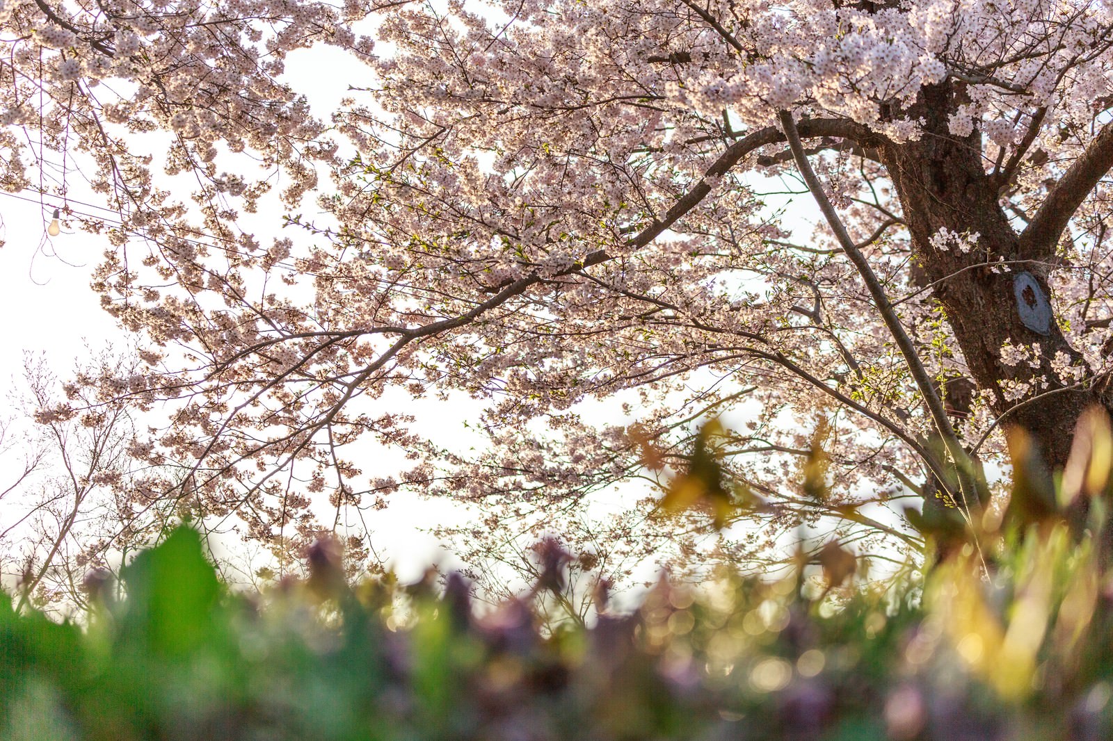 桜の木の下で／角館の桜（ぱくたそ）