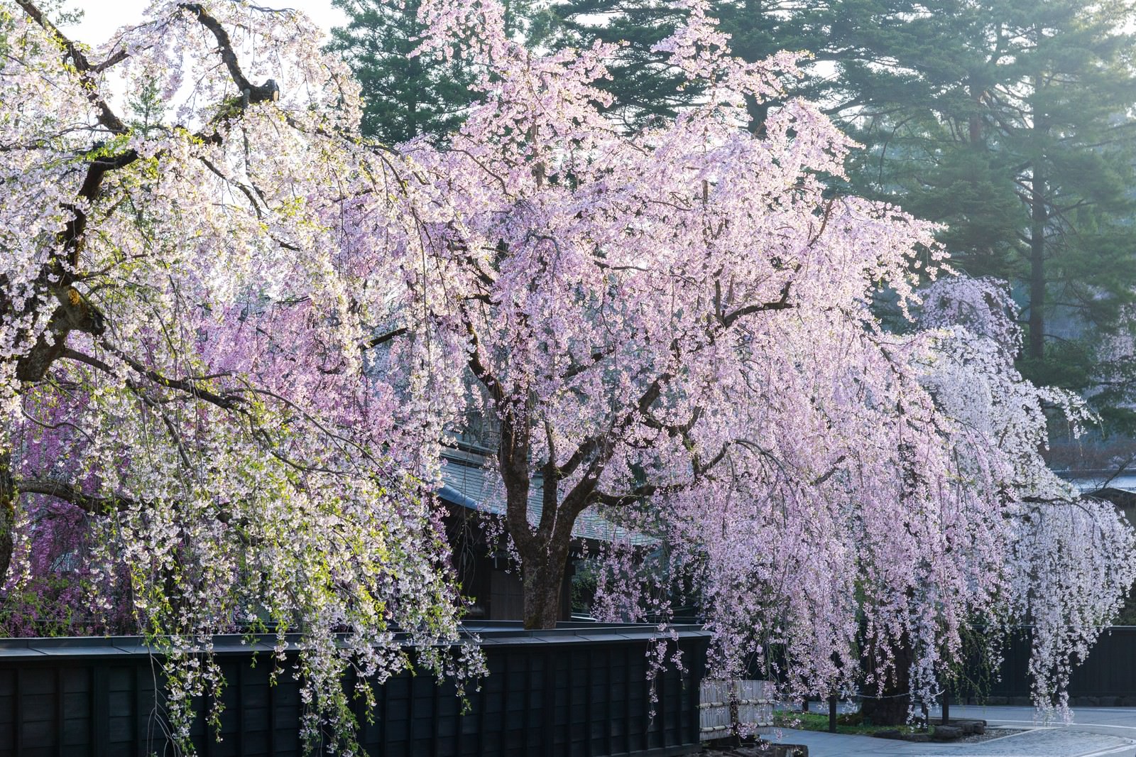 角館のシダレ桜の写真素材 ぱくたそ