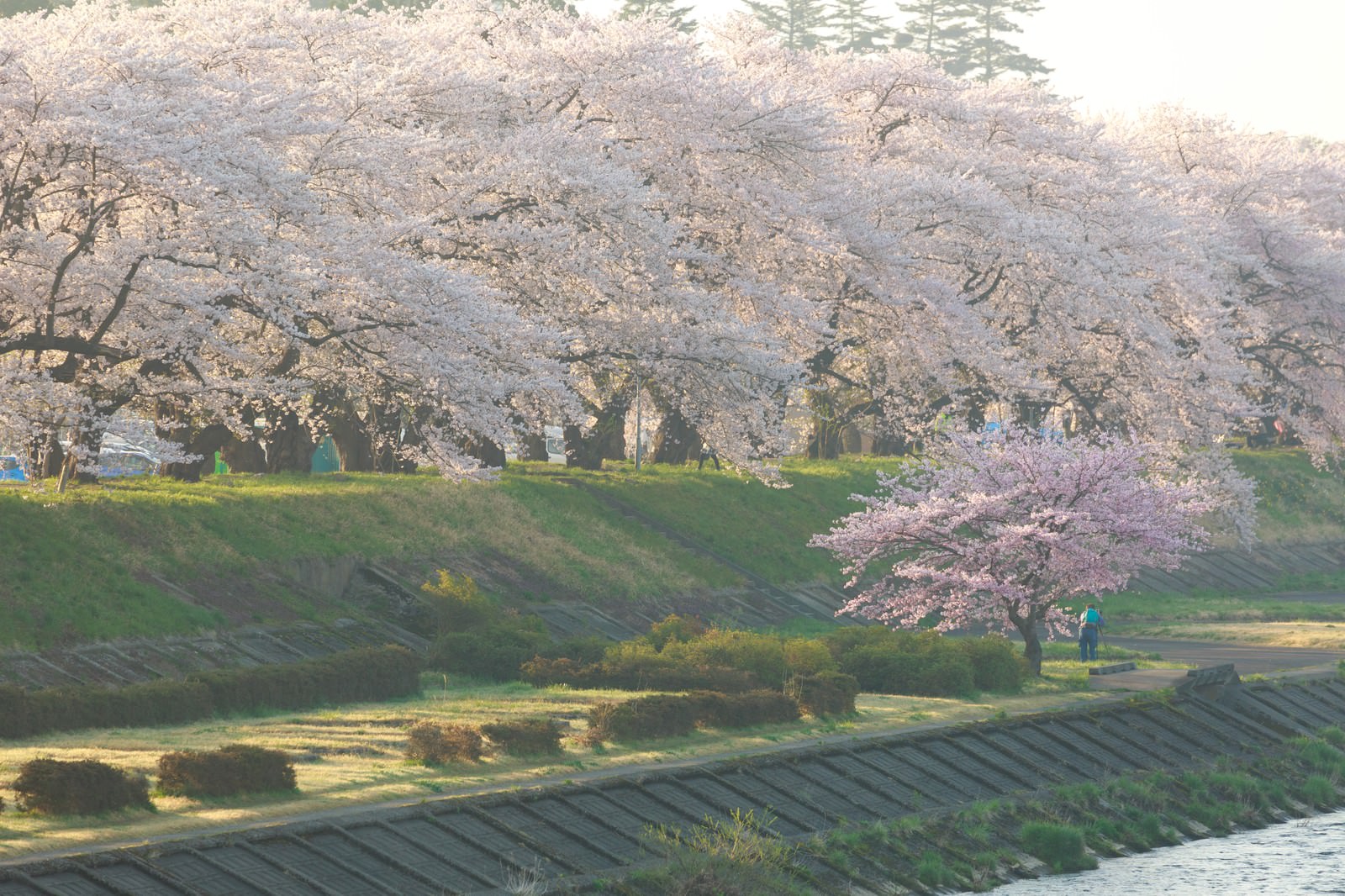 角館の朝と満開の桜並木の写真素材 ぱくたそ