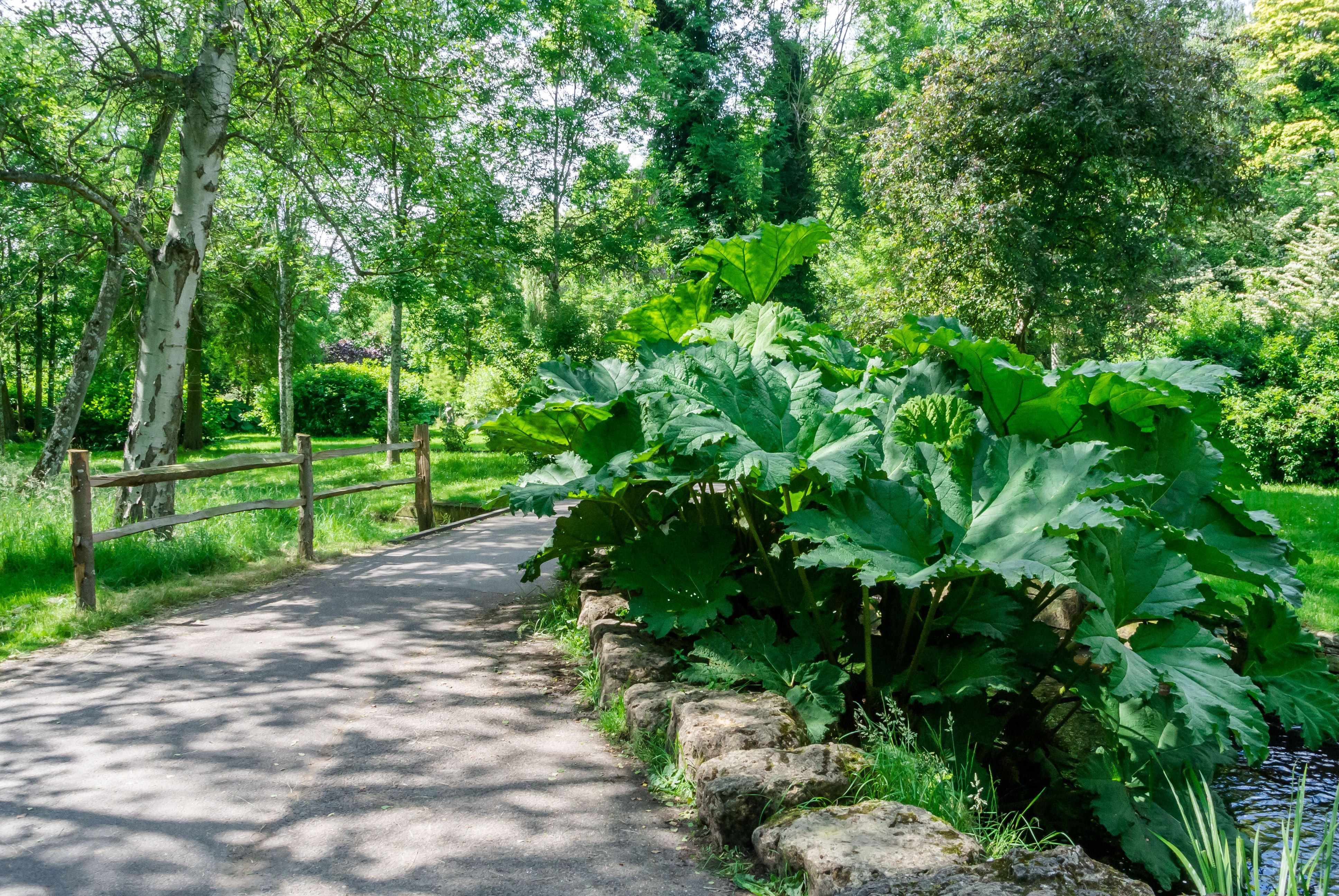 遊歩道と植物の写真 画像 フリー素材 ぱくたそ