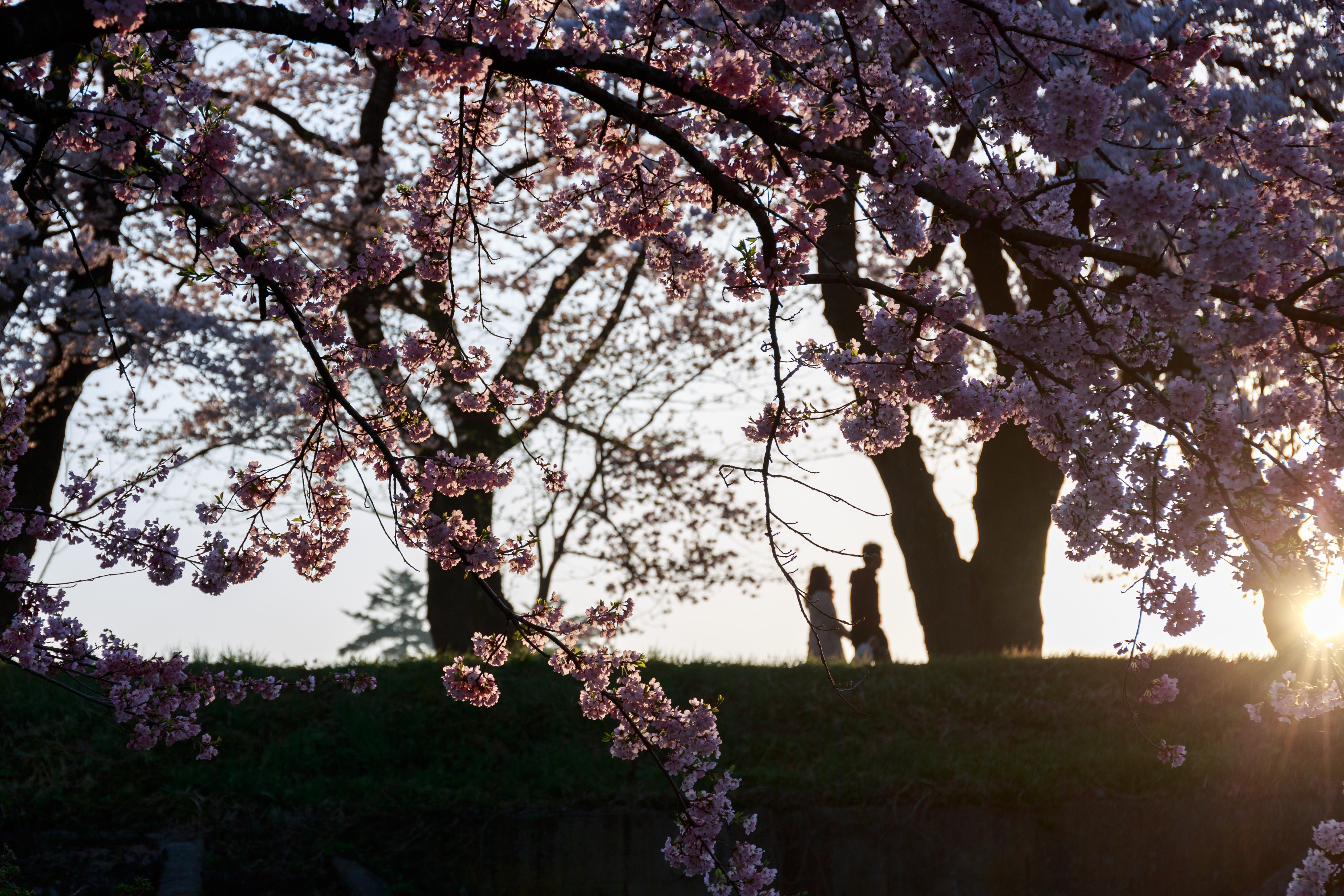 夕焼け桜と恋人のシルエットの写真 画像 フリー素材 ぱくたそ