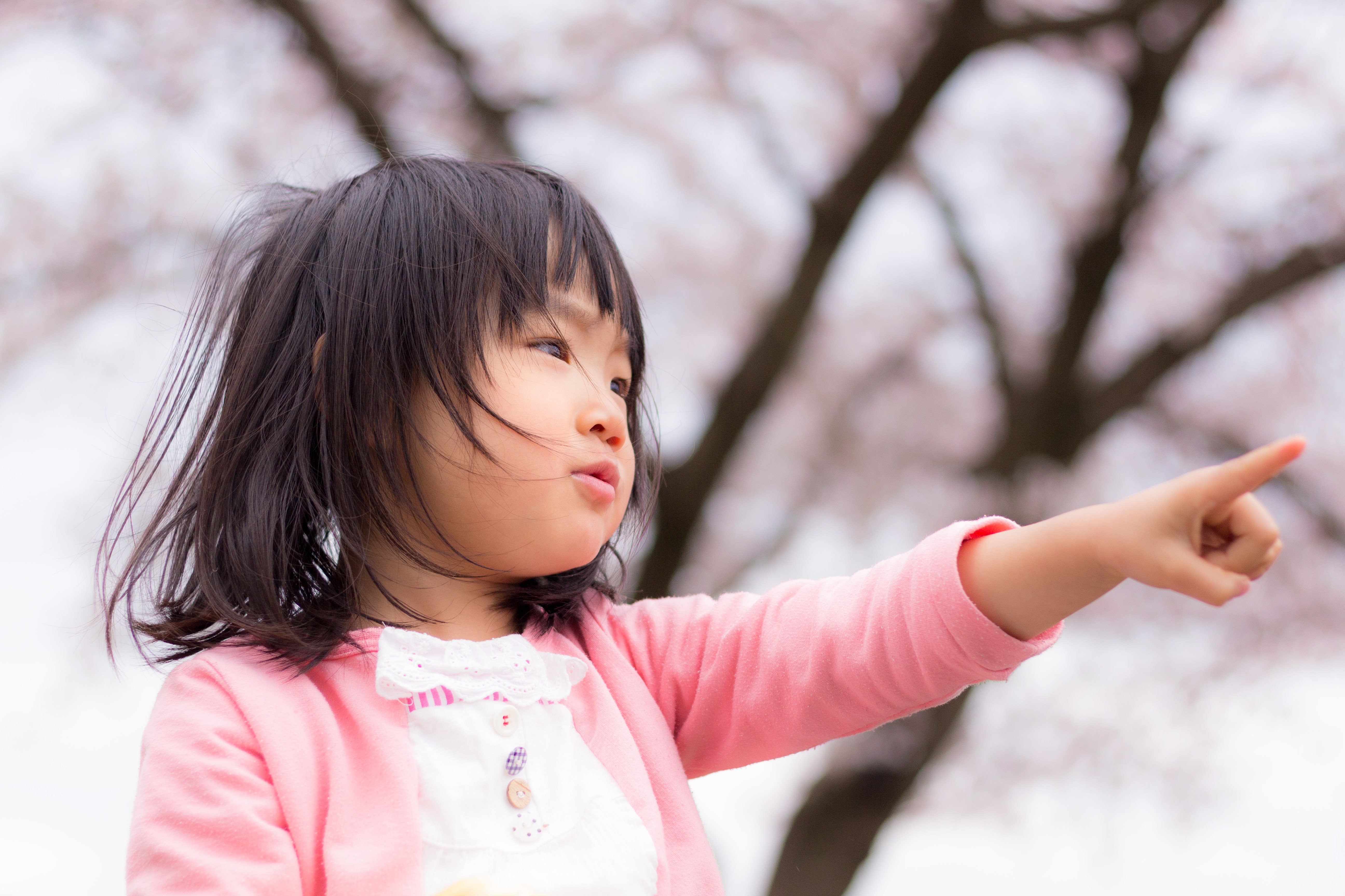 桜の季節 小さい女の子の写真を無料ダウンロード フリー素材 ぱくたそ