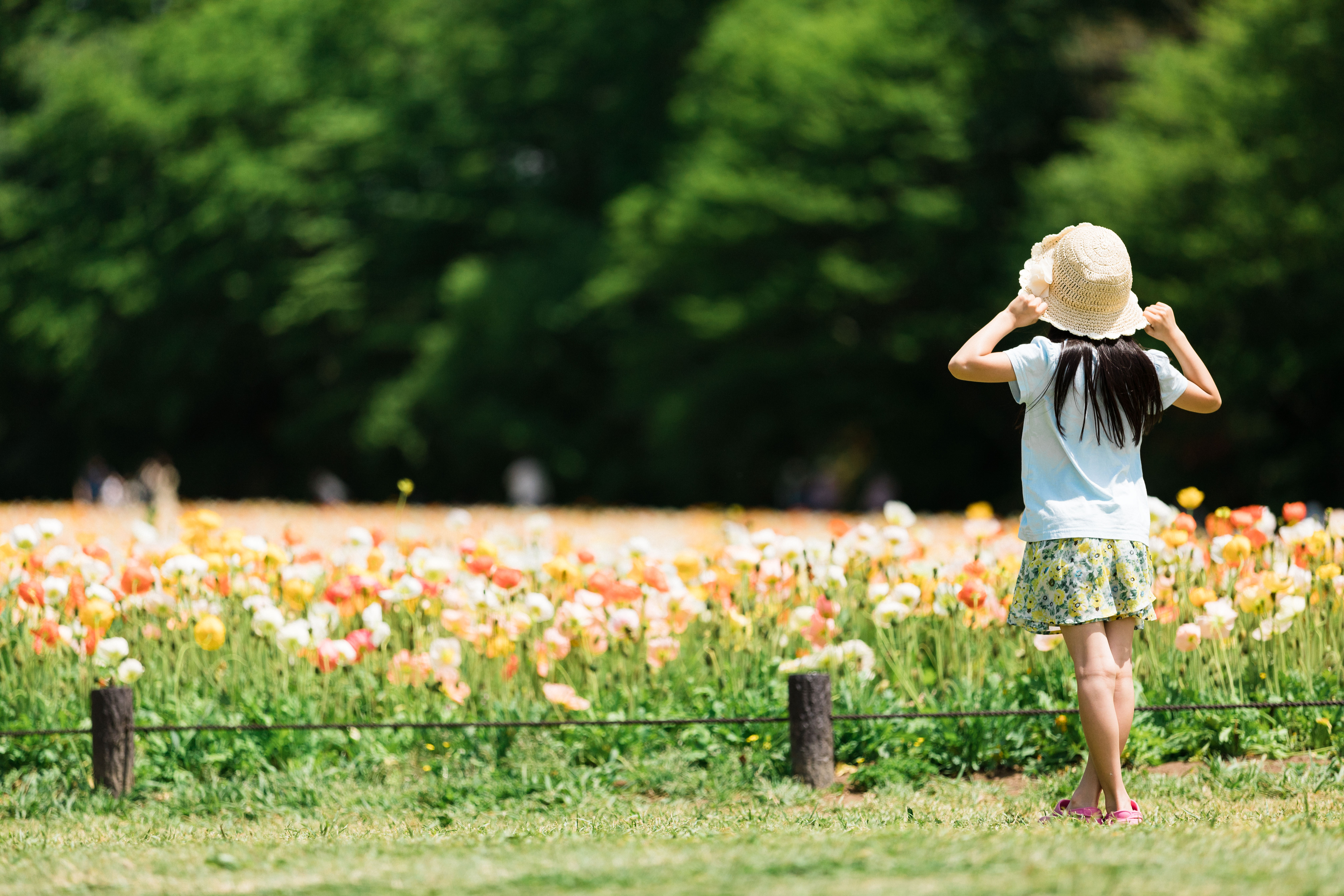 アイスランドポピーの花壇を見に来女の子の後ろ姿の写真を無料ダウンロード フリー素材 ぱくたそ