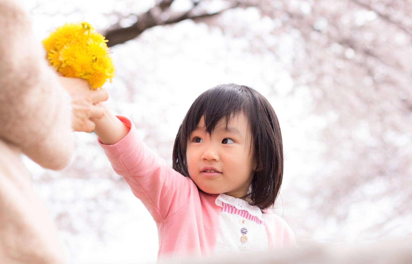 「たんぽぽで花束作ったよ！」の写真［モデル：あんじゅ］