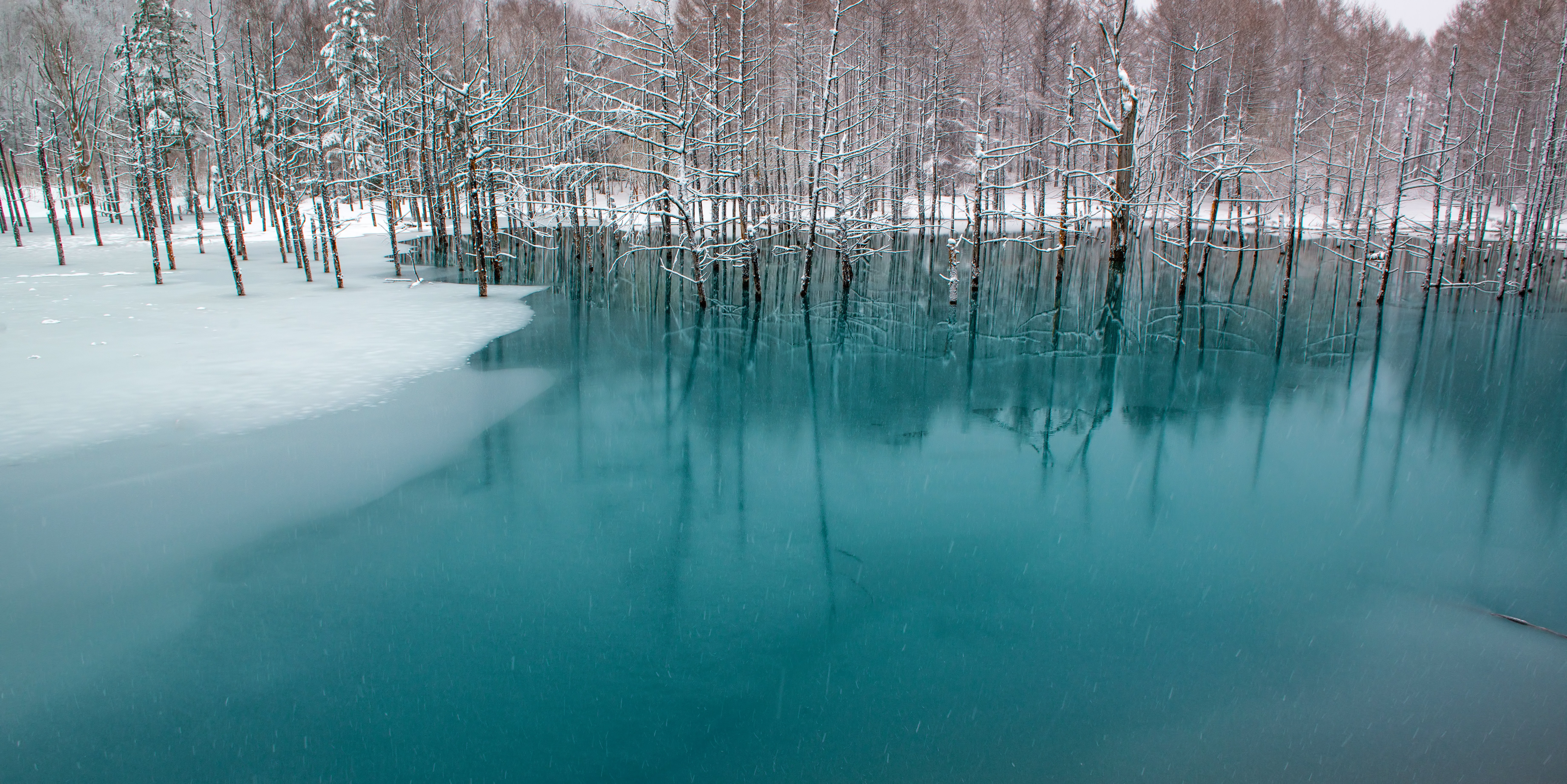 北海道美瑛の青い池の写真 画像 フリー素材 ぱくたそ