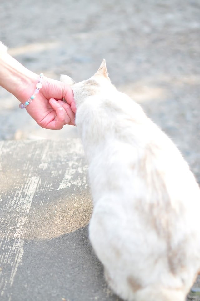 哲学の道にいた猫
