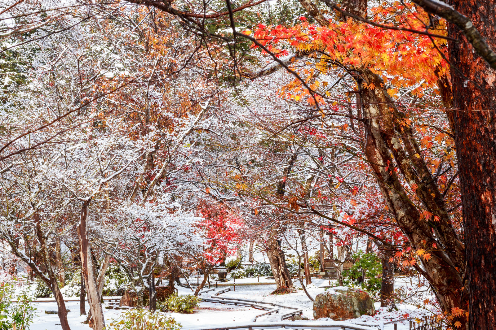 「紅葉と雪の庭紅葉と雪の庭」のフリー写真素材を拡大