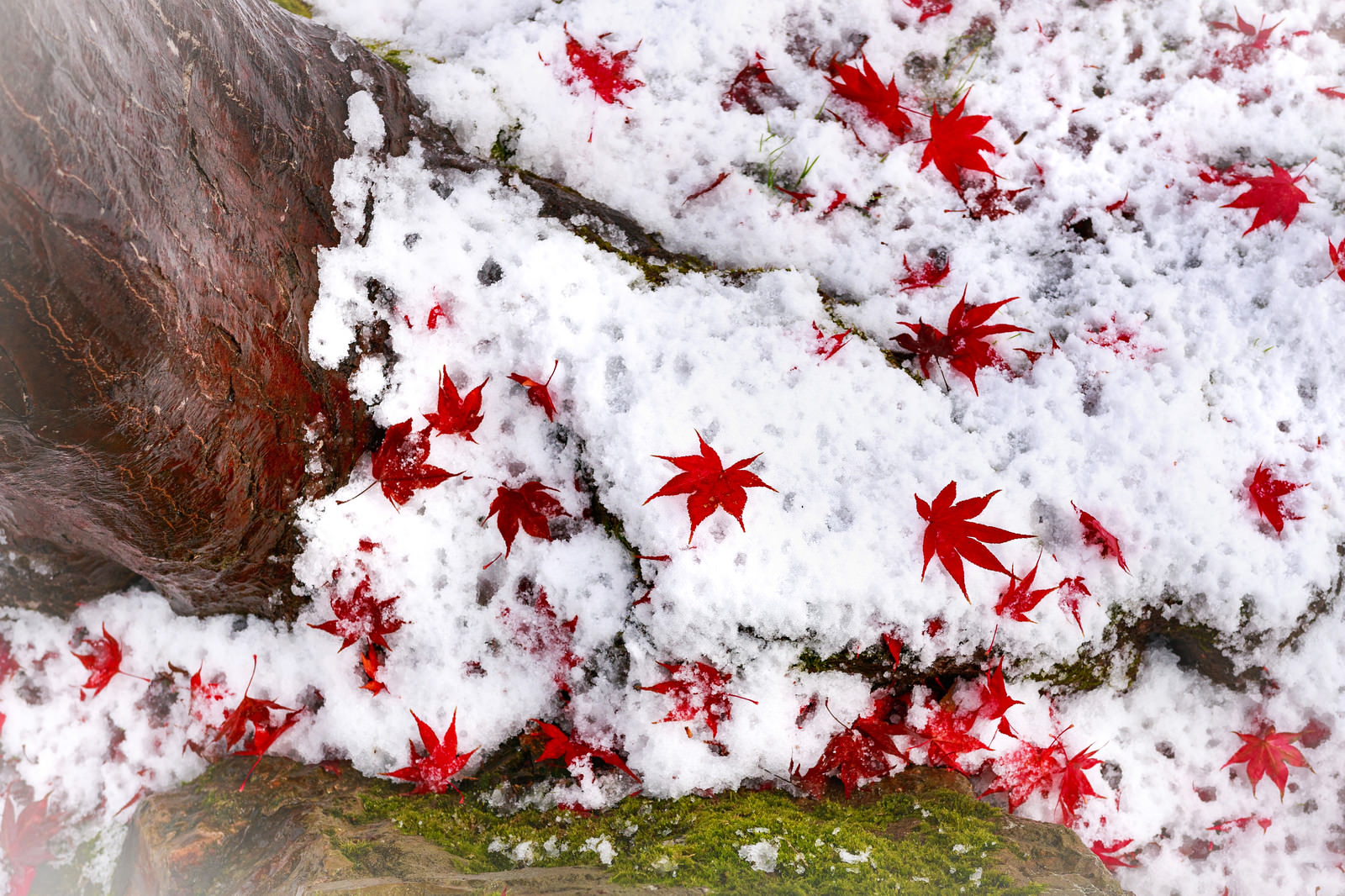 「紅葉 雪 画像 フリー」の画像検索結果