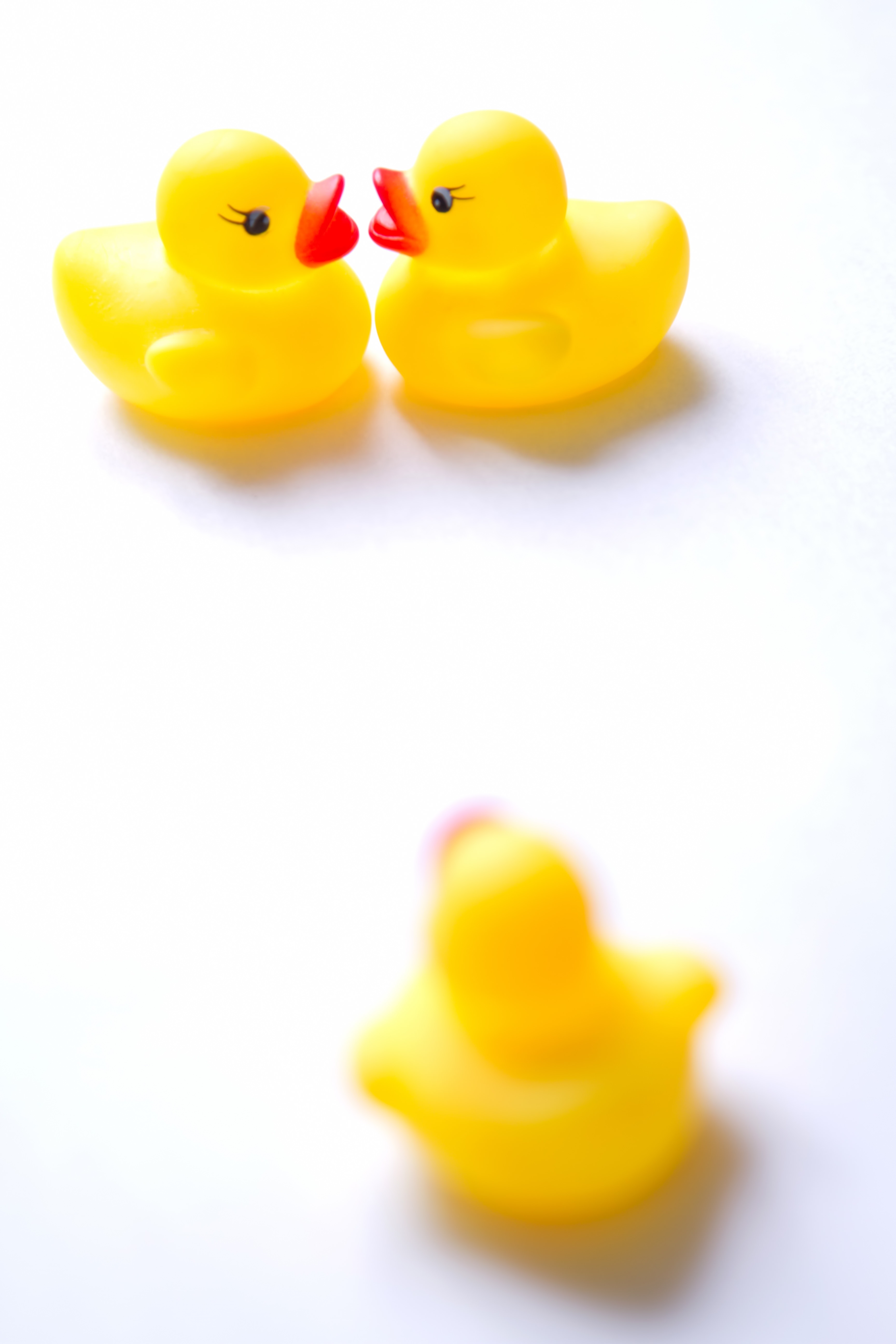 浮気現場に遭遇するあひるちゃんの無料の写真素材 フリー素材 をダウンロード ぱくたそ