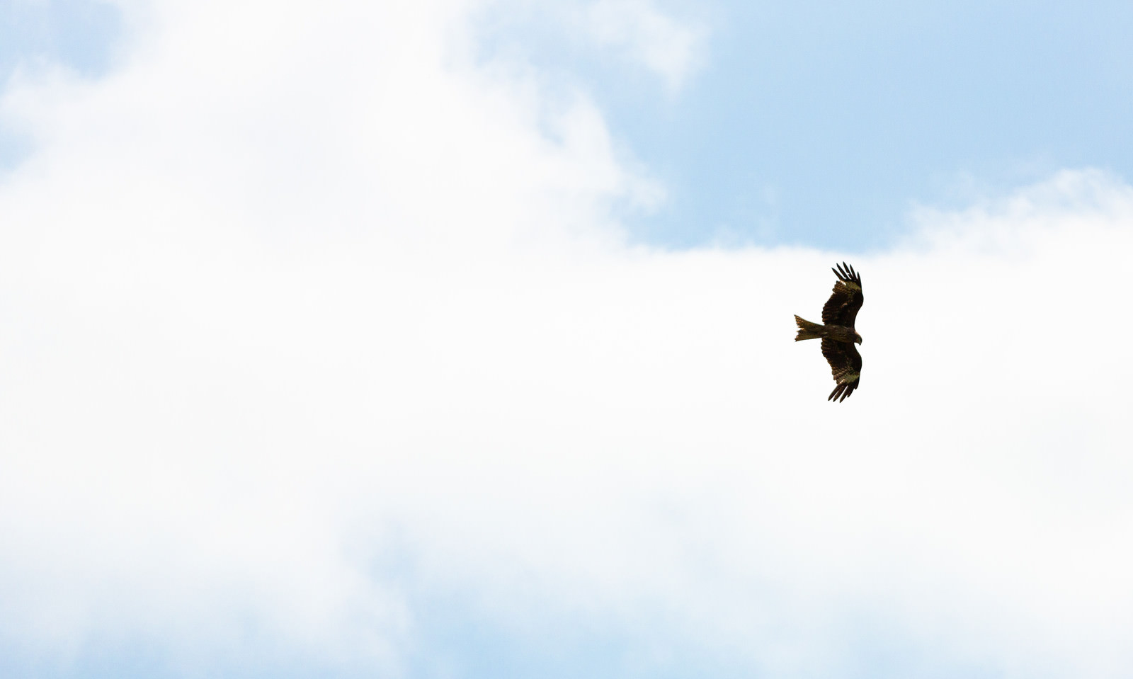 大空を飛び回る鳥の写真を無料ダウンロード フリー素材 ぱくたそ