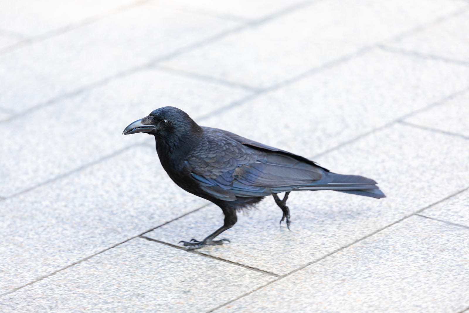 「徘徊中のカラスさん（鳥）」の写真