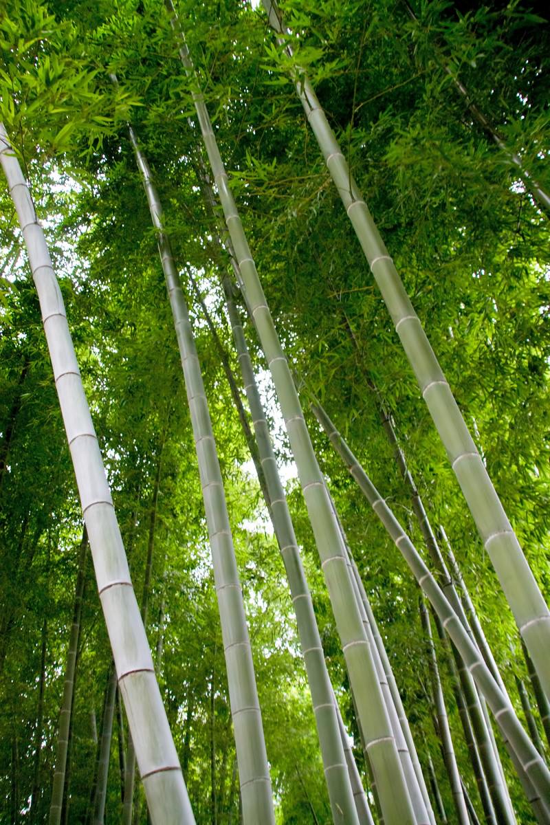 青々とした竹林の写真 画像 を無料ダウンロード フリー素材のぱくたそ 青々とした竹林の写真 画像 を無料ダウンロード フリー素材のぱくたそ