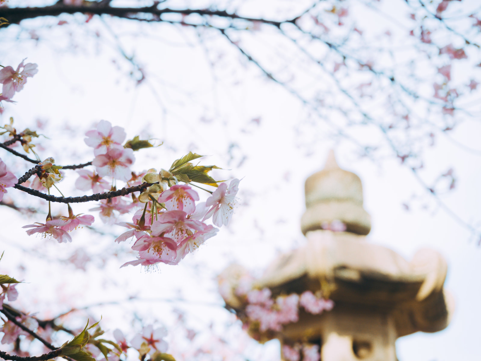 可憐な河津桜の写真素材 ぱくたそ