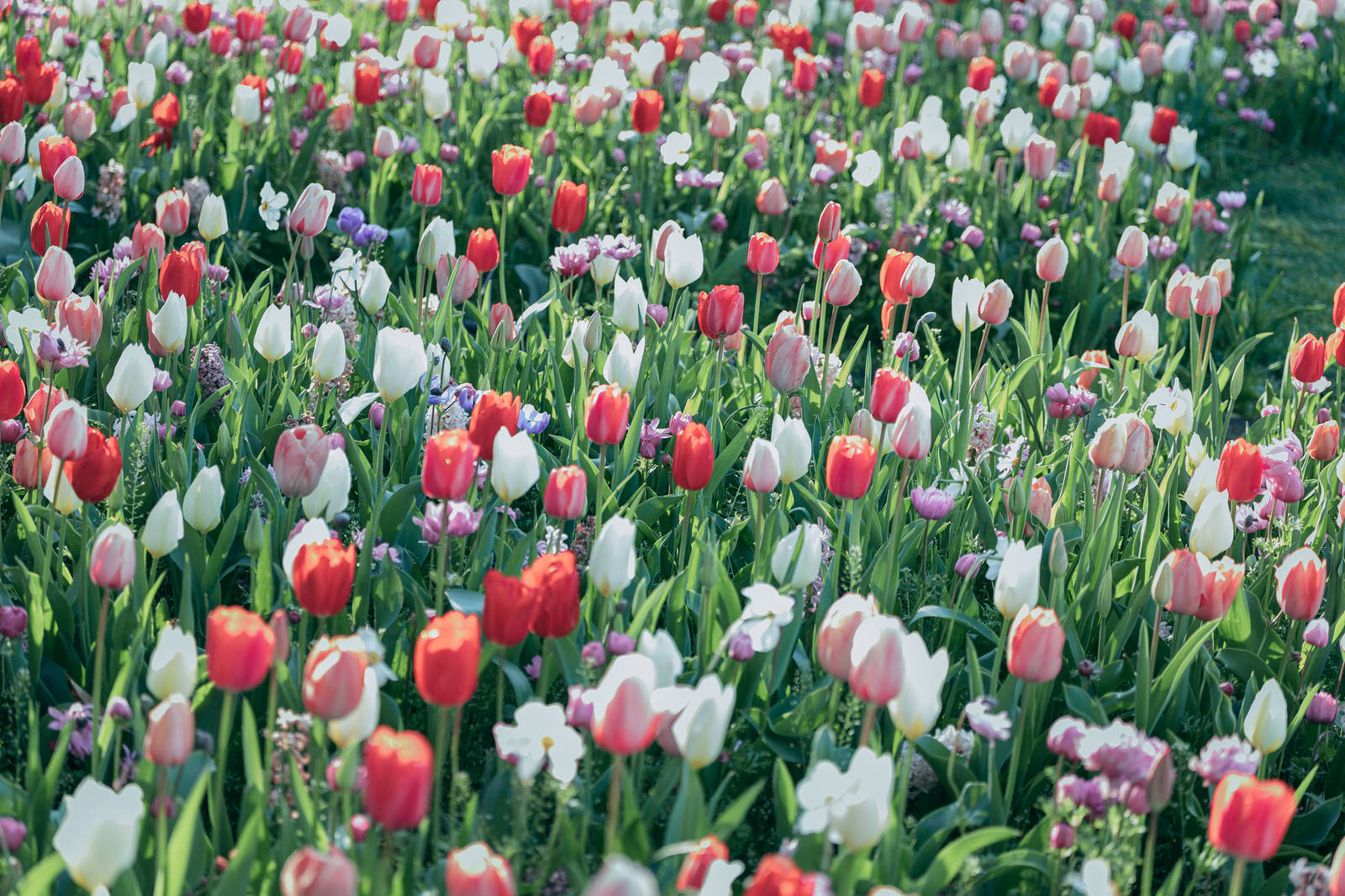 「チューリップの花畑 | フリー素材のぱくたそ」の写真