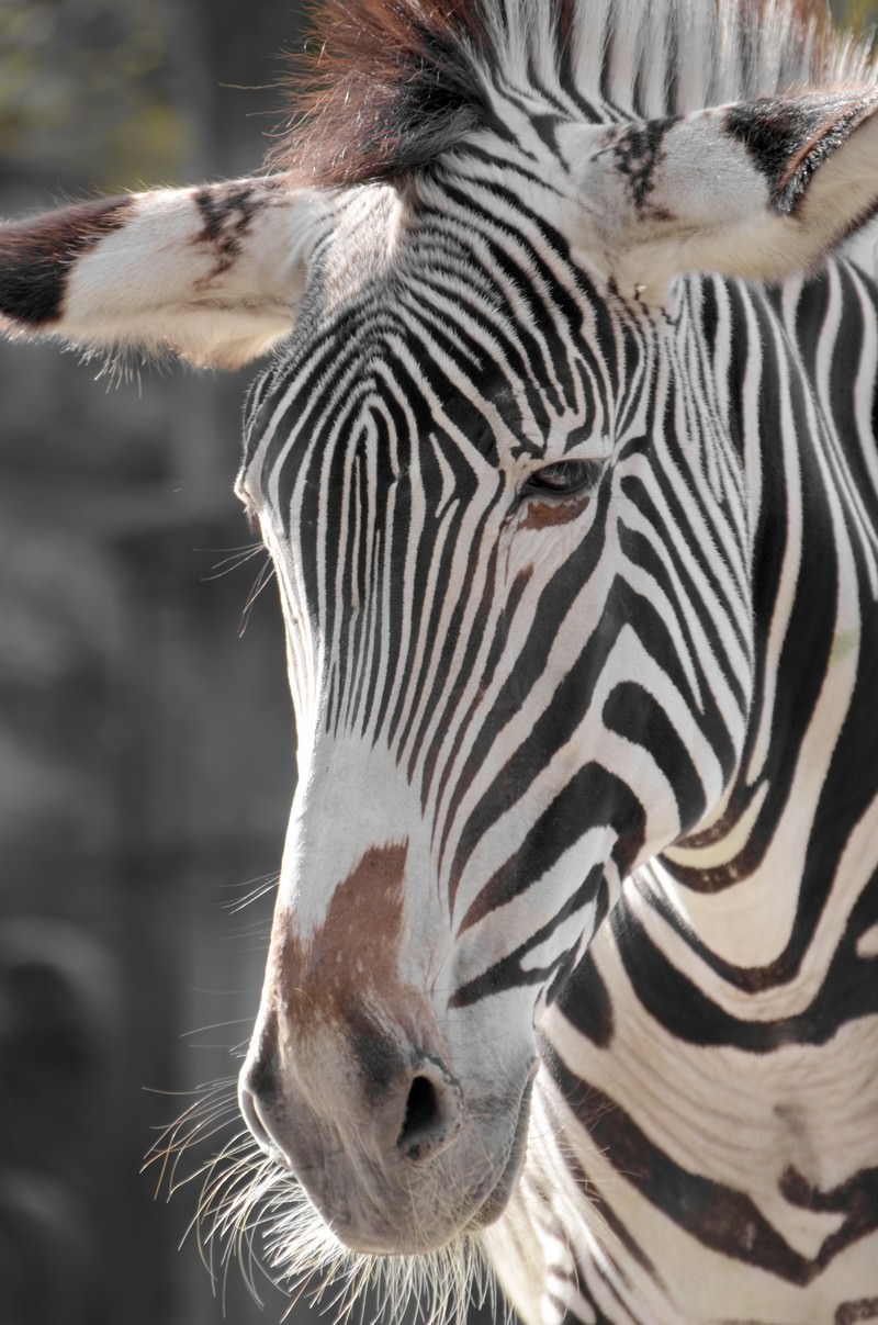 動物園のシマウマの写真 画像 フリー素材 ぱくたそ