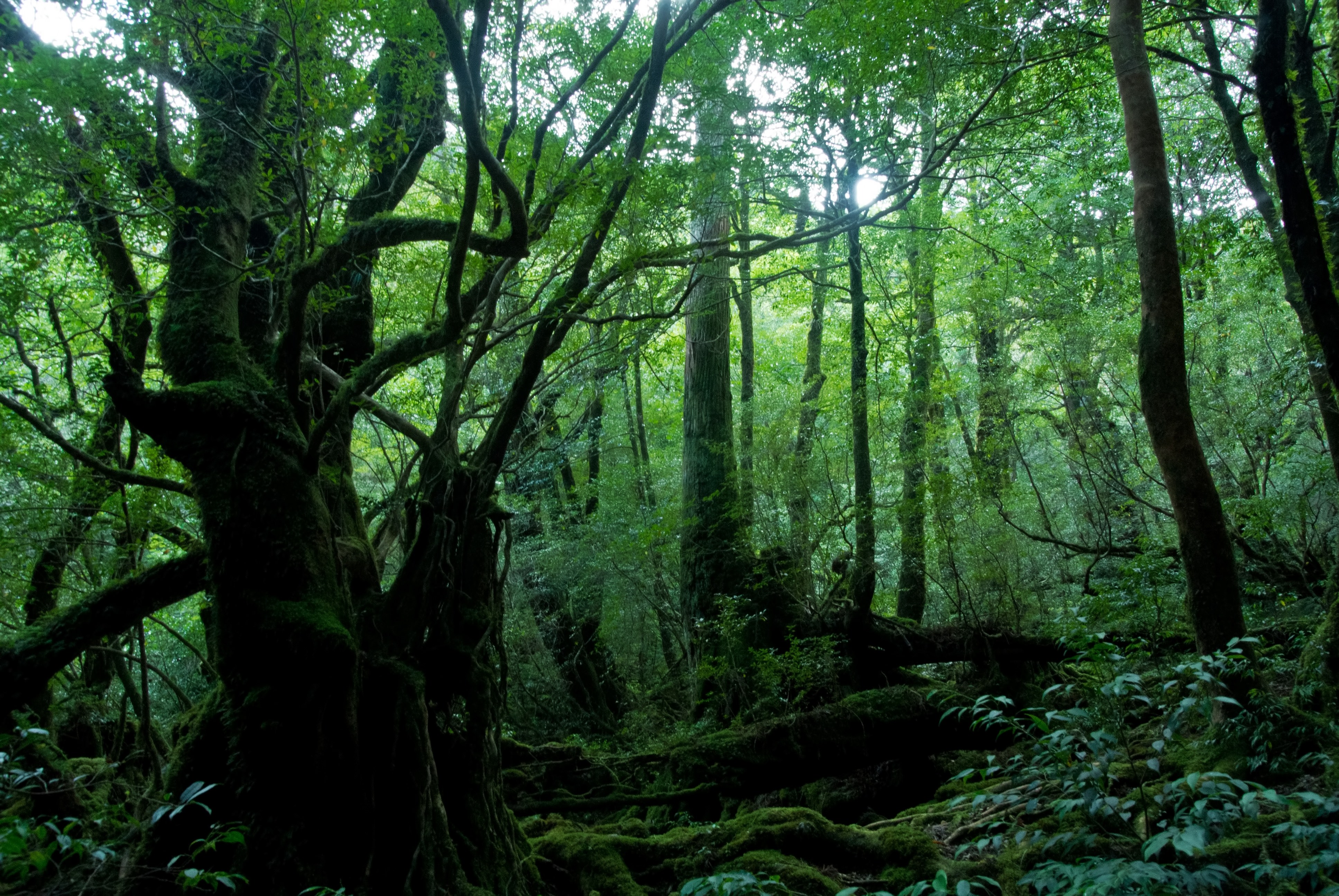 屋久島の森の写真素材 ぱくたそ