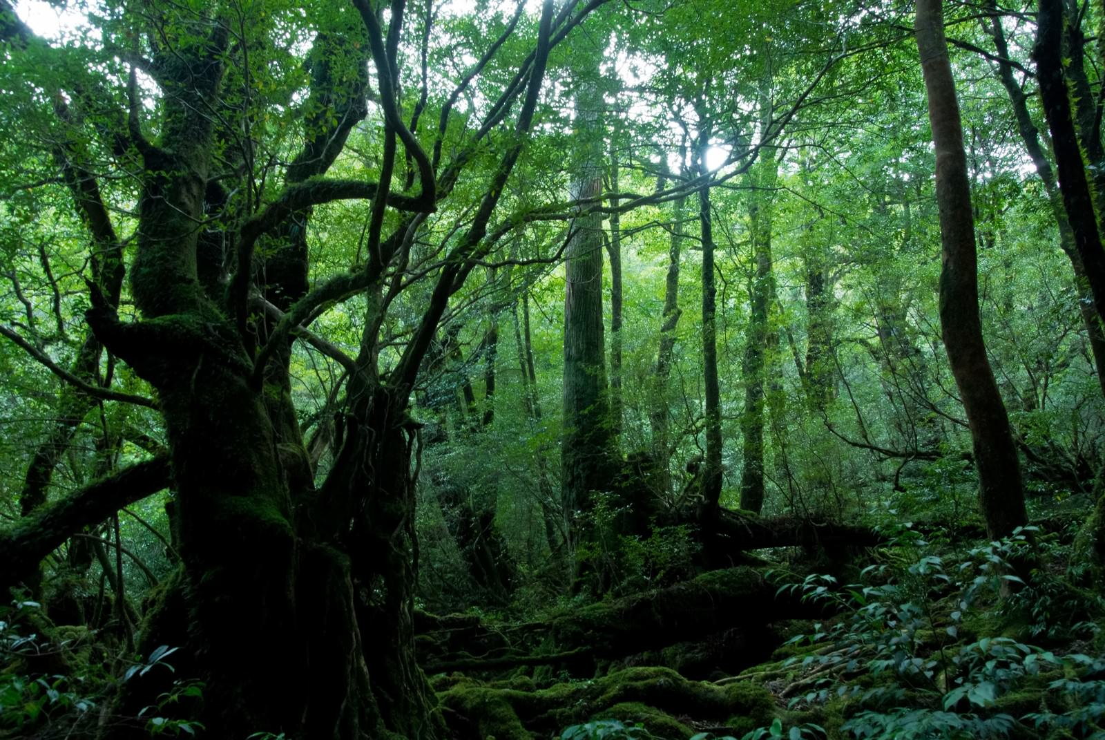 屋久島の森の写真素材 ぱくたそ