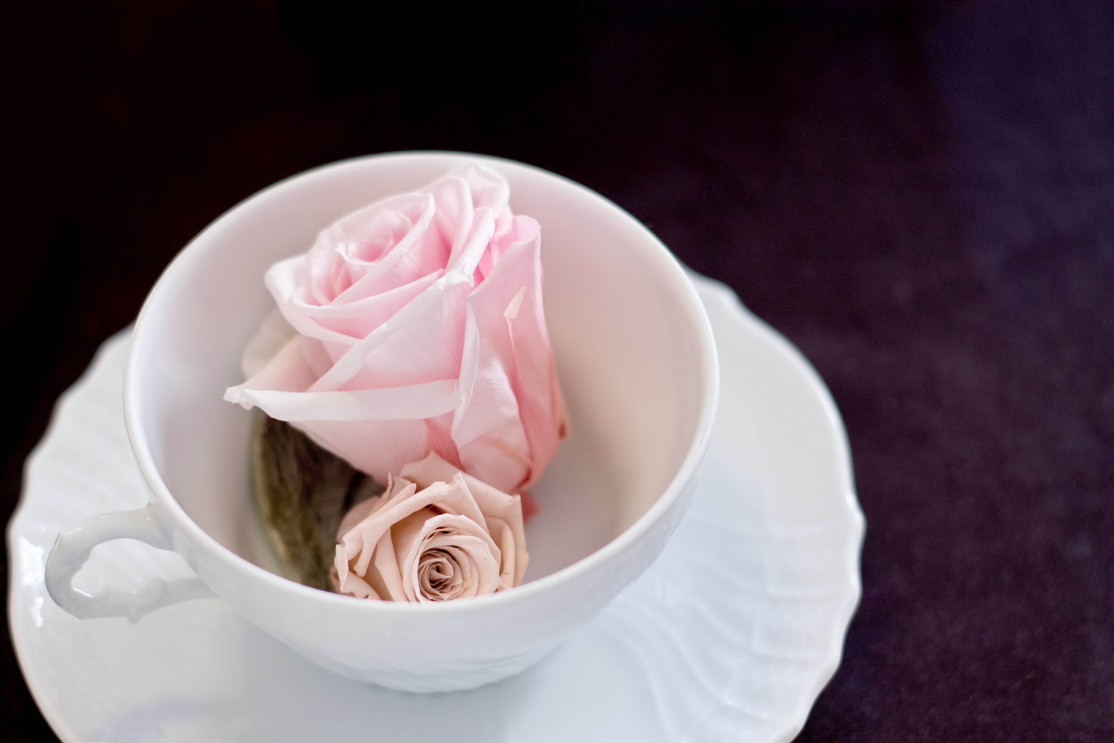 カップに入った薔薇の花の写真素材 ぱくたそ