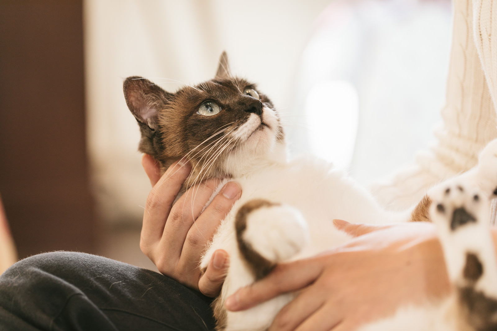 「おとなしく抱かれる猫」の写真