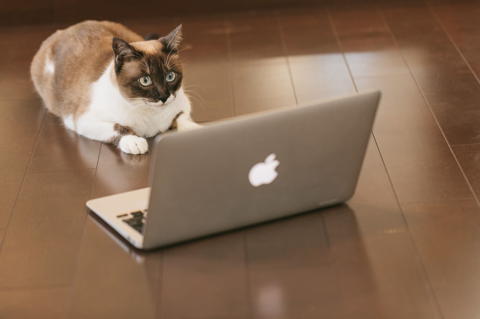 「ITを駆使する猫エンジニア | フリー素材のぱくたそ」の写真［モデル：プー］