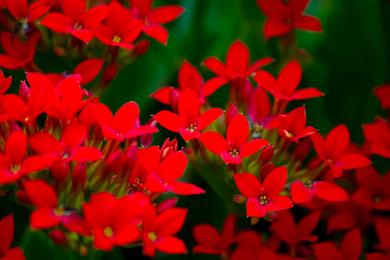 小さい赤いお花達の写真 画像 を無料ダウンロード フリー素材のぱくたそ